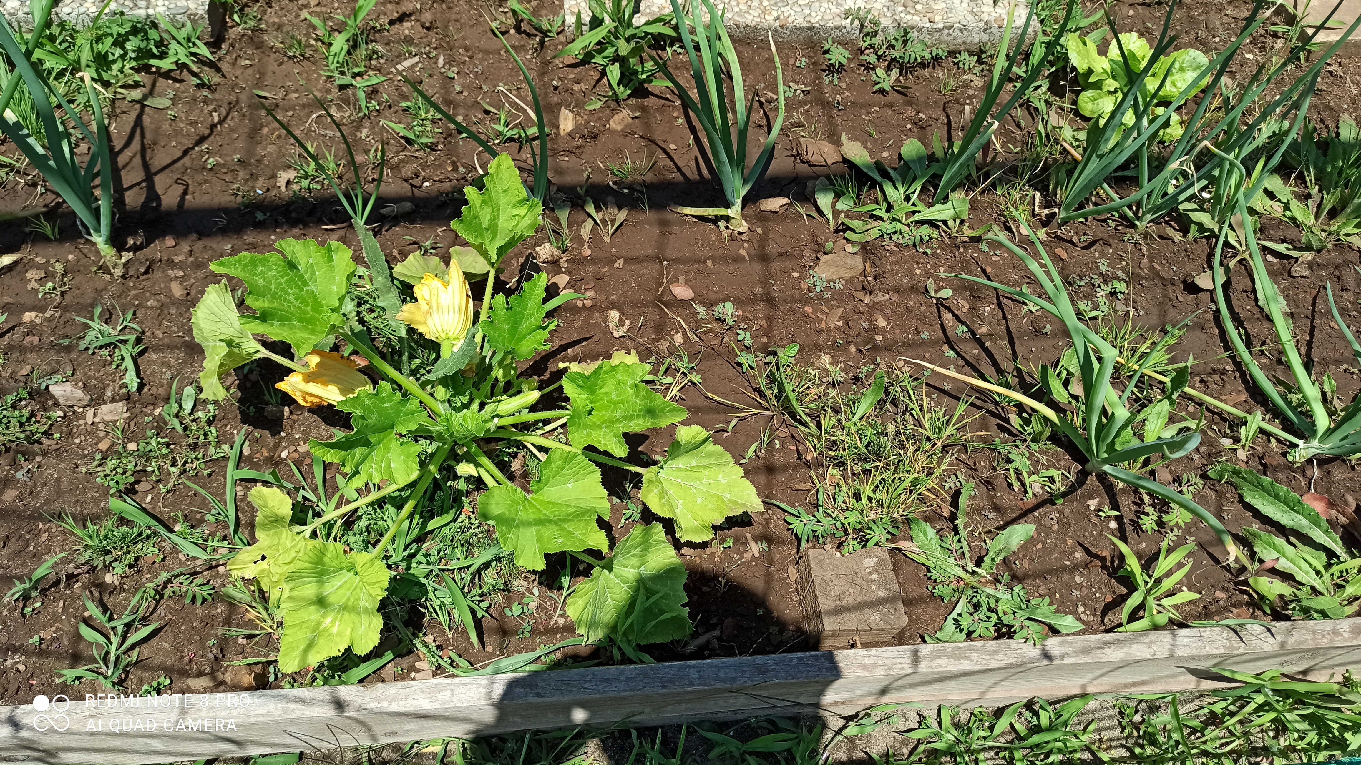 As courgetes!