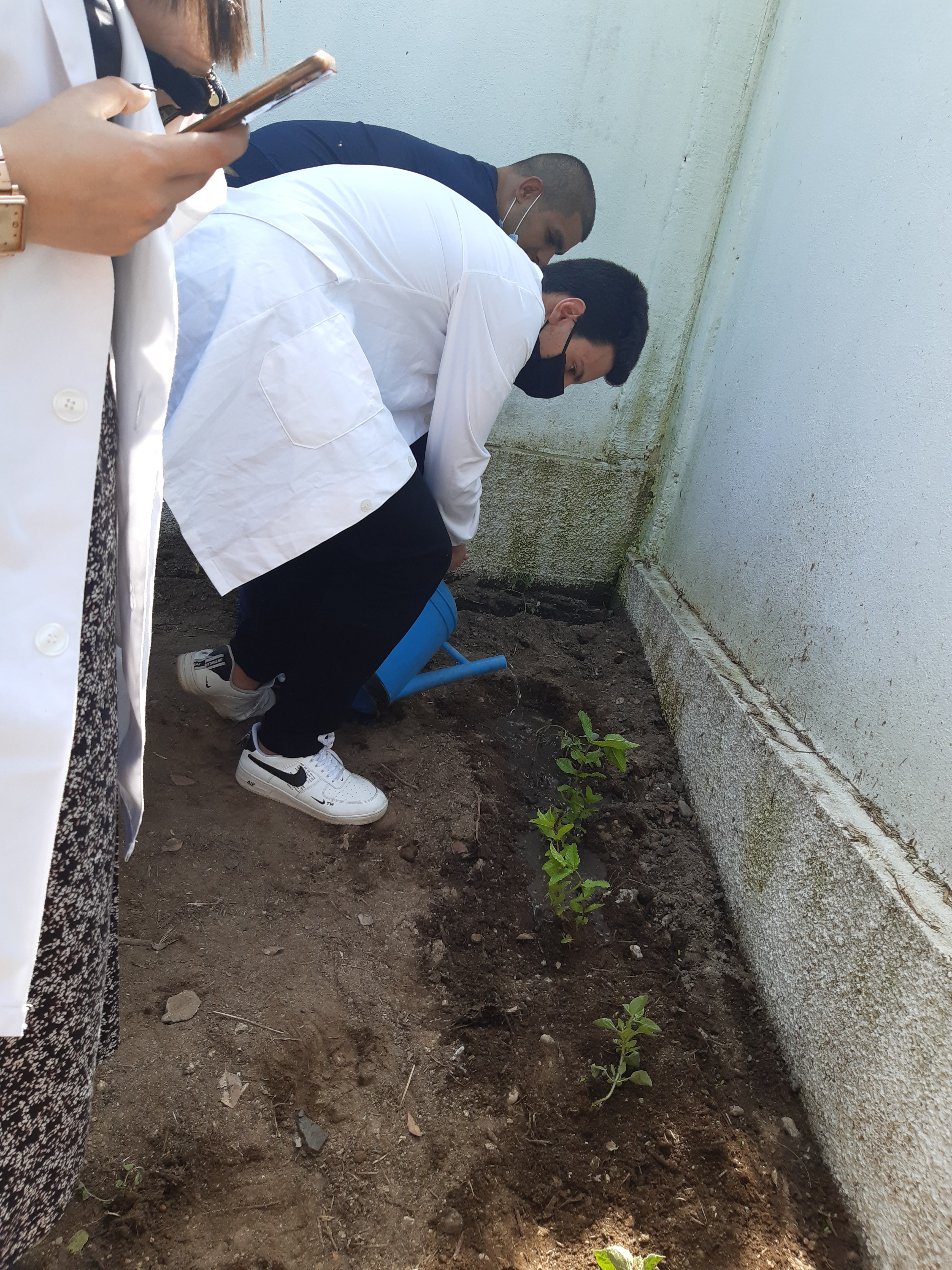 Cultivo e rega da horta (hortelã)