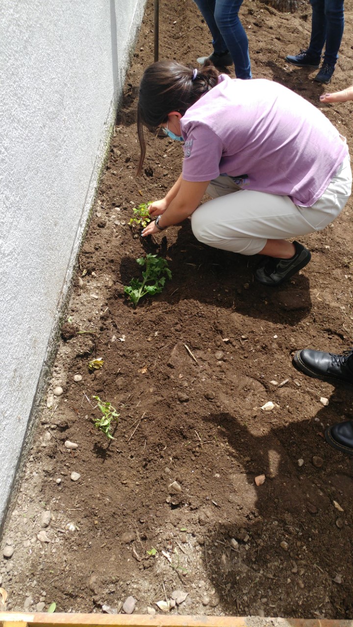 Cultivo de tomates.
