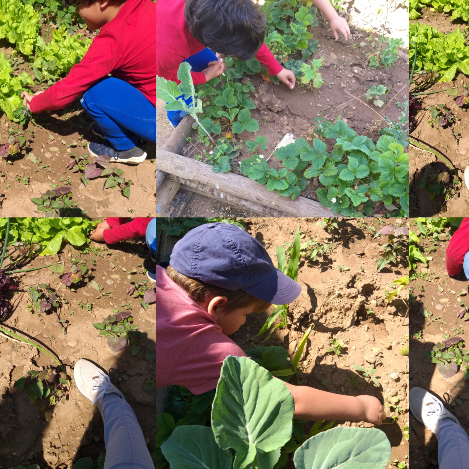 Os alunos arrancaram as ervas, regaram e viram colheram vagens de favas, ervilhas e ainda saborearam os deliciosos morangos. Tudo tratado com dedicação e sem químicos.