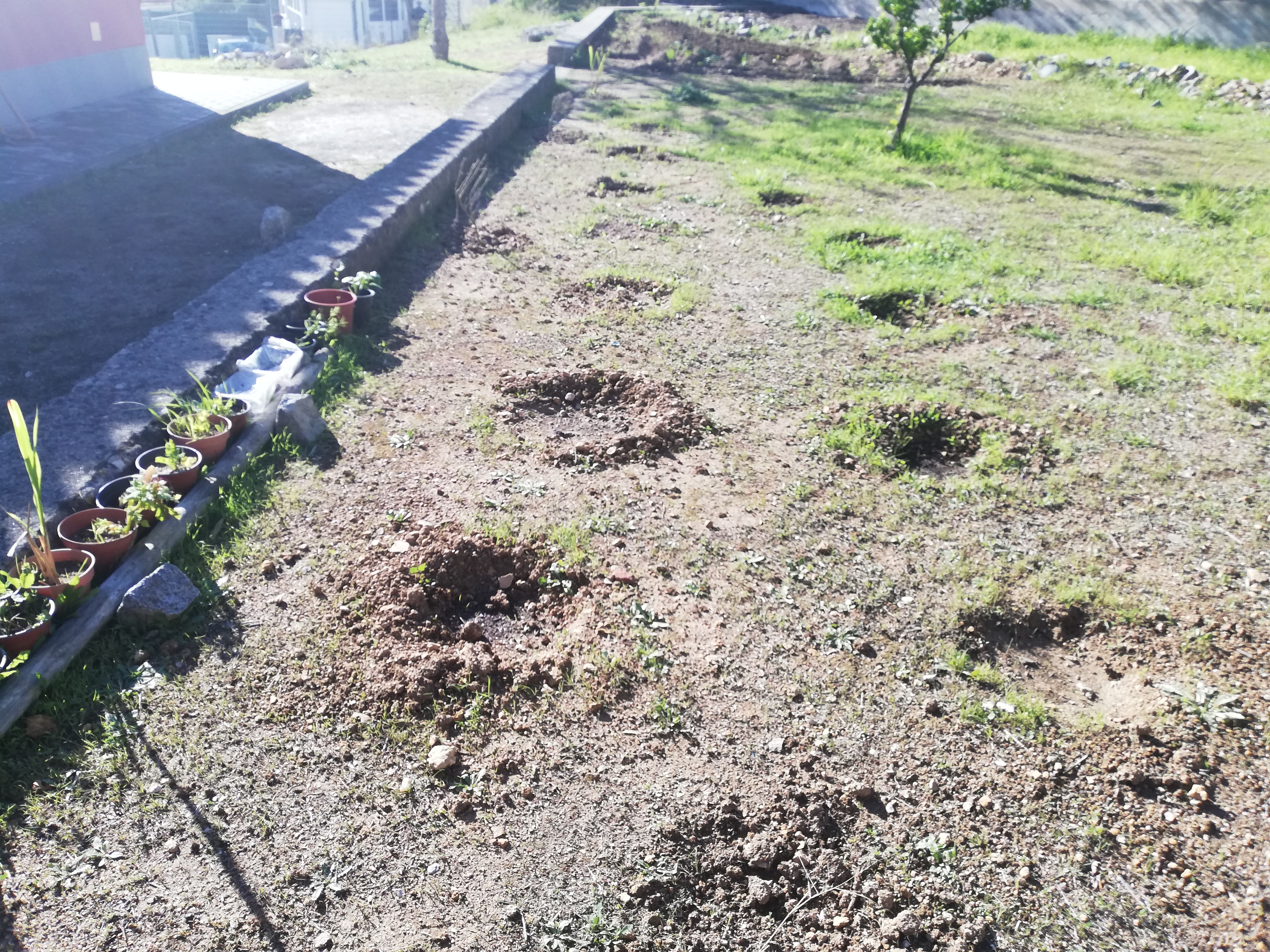 Preparação do terreno para a nossa Horta Biológica.