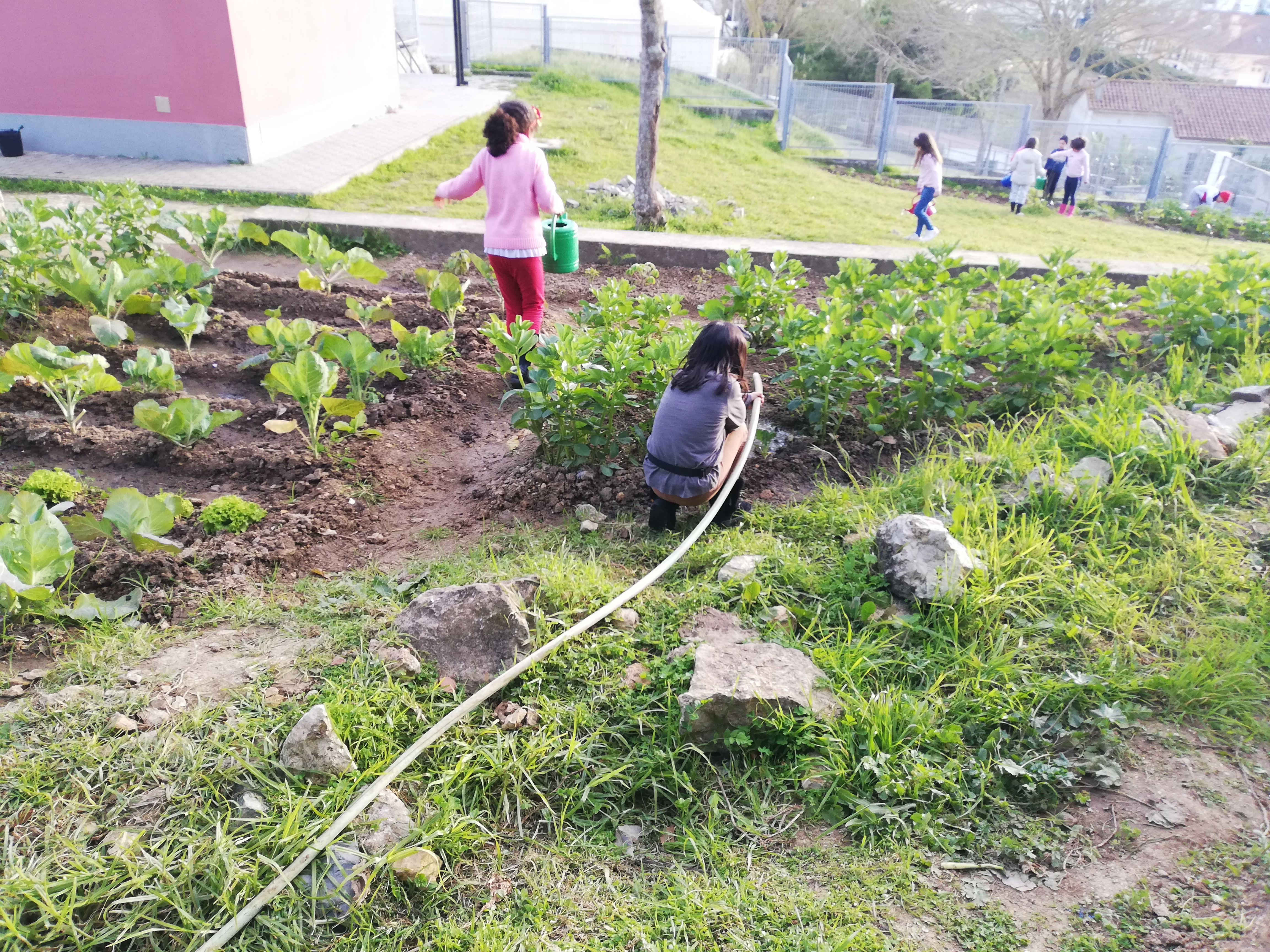 Ar, Sol e água não podem faltam na nossa horta.