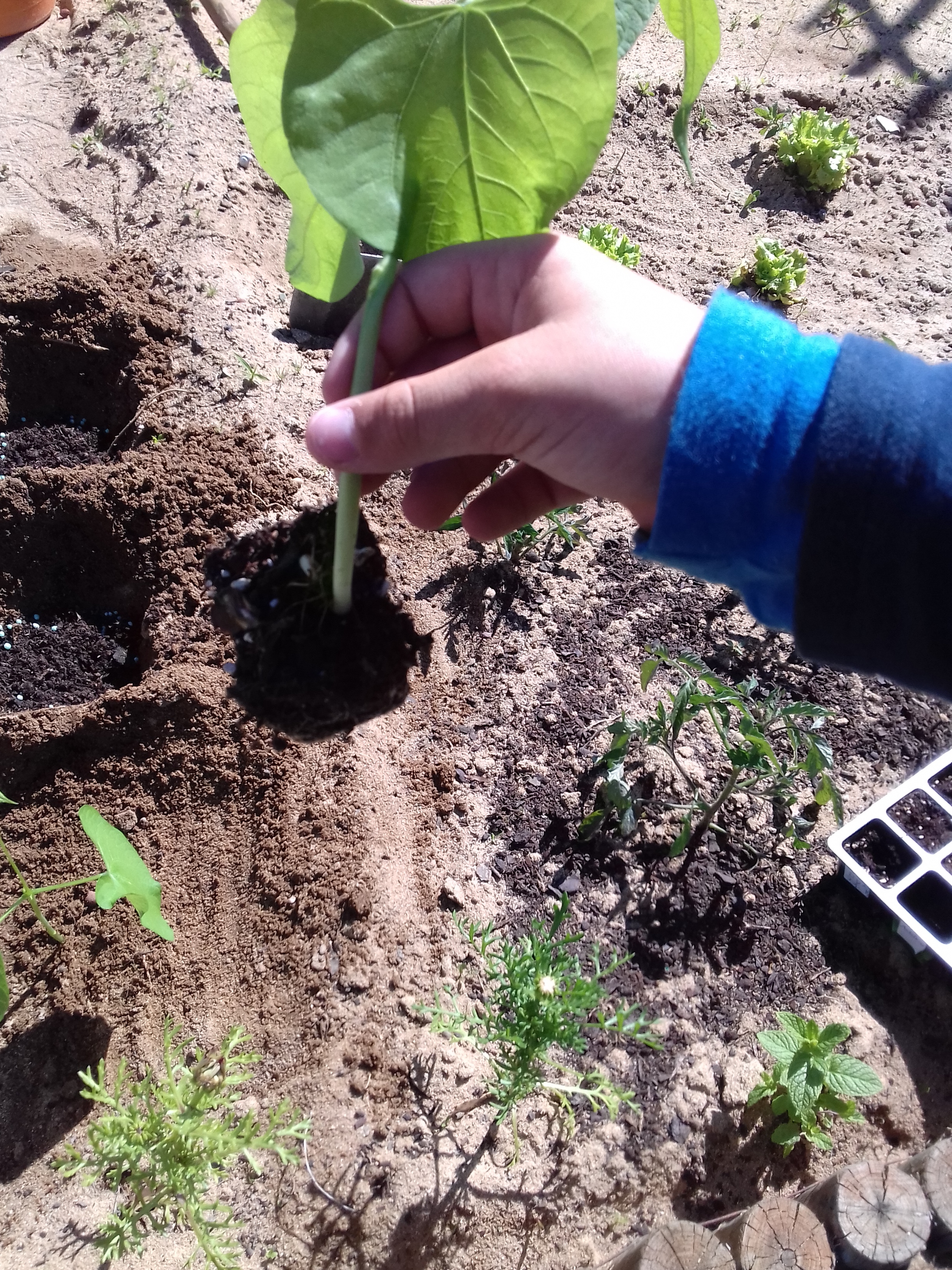 As plantas foram transplantadas para a horta.