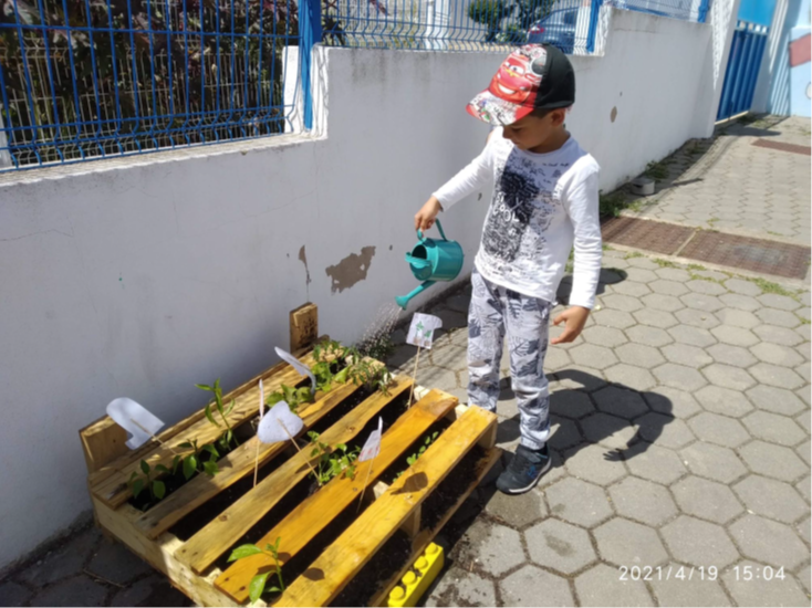 Continuamos a cuidar da nossa horta, regando, colhendo as folhas secas, vendo se há bichos que estraguem a horta. Como choveu alguns dias, não foi preciso regar a nossa horta.