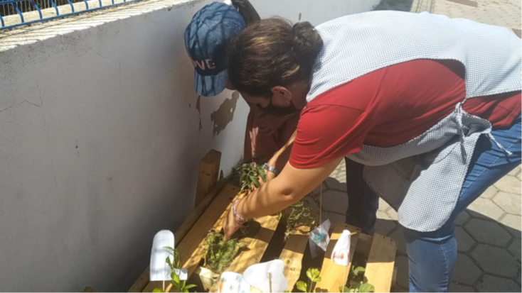 Quando as alfaces estavam prontas a colher(grandes!) gravamos o vídeo. Depois cada criança lavou uma folha de alface, temperamos e comeram no refeitório da escola! Era muito saborosa! No fim do ano vamos fazer uma salada com os legumes da nossa horta!