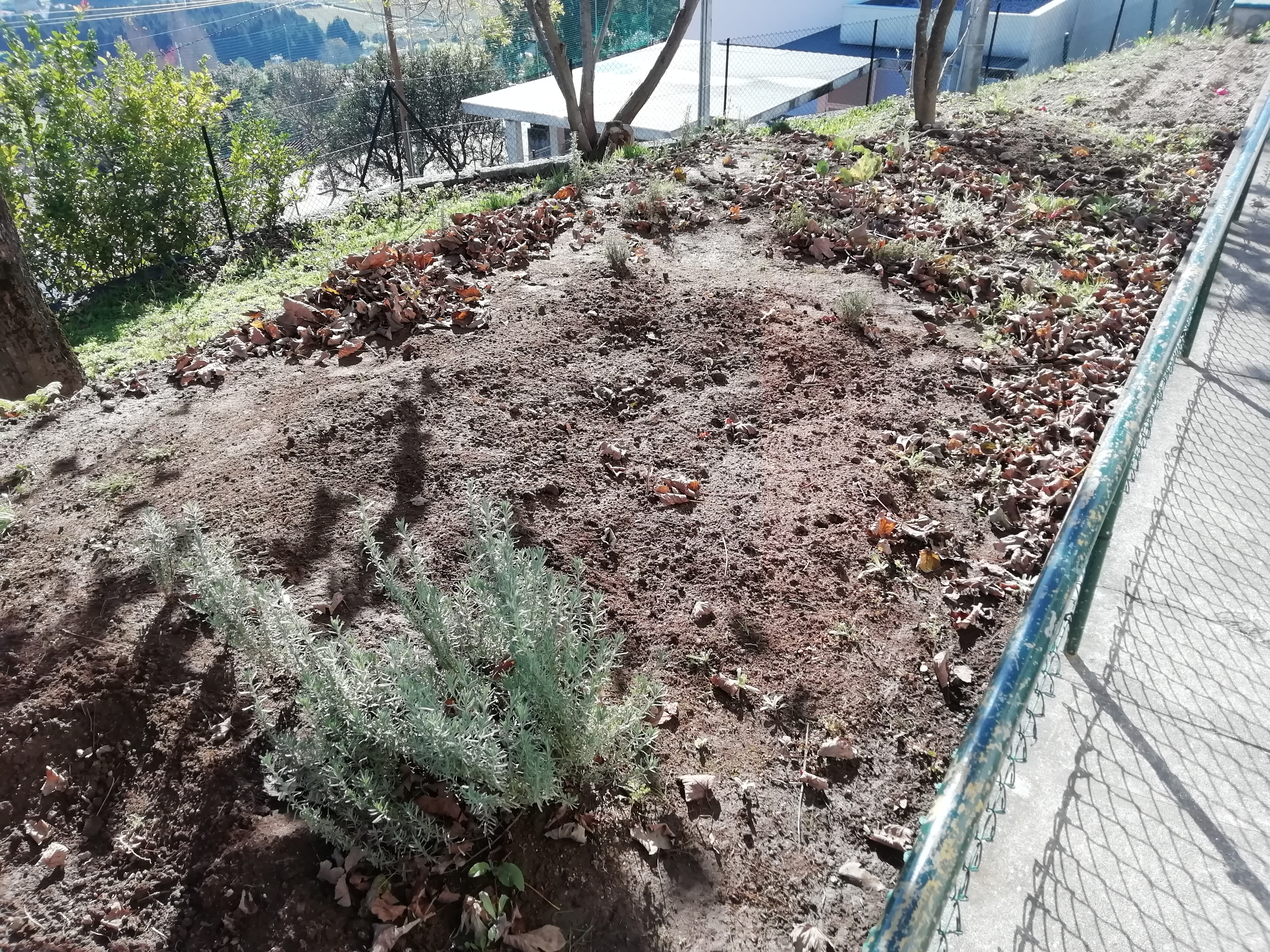 O estado em como a horta se encontrava quando o JI iniciou o ano letivo.