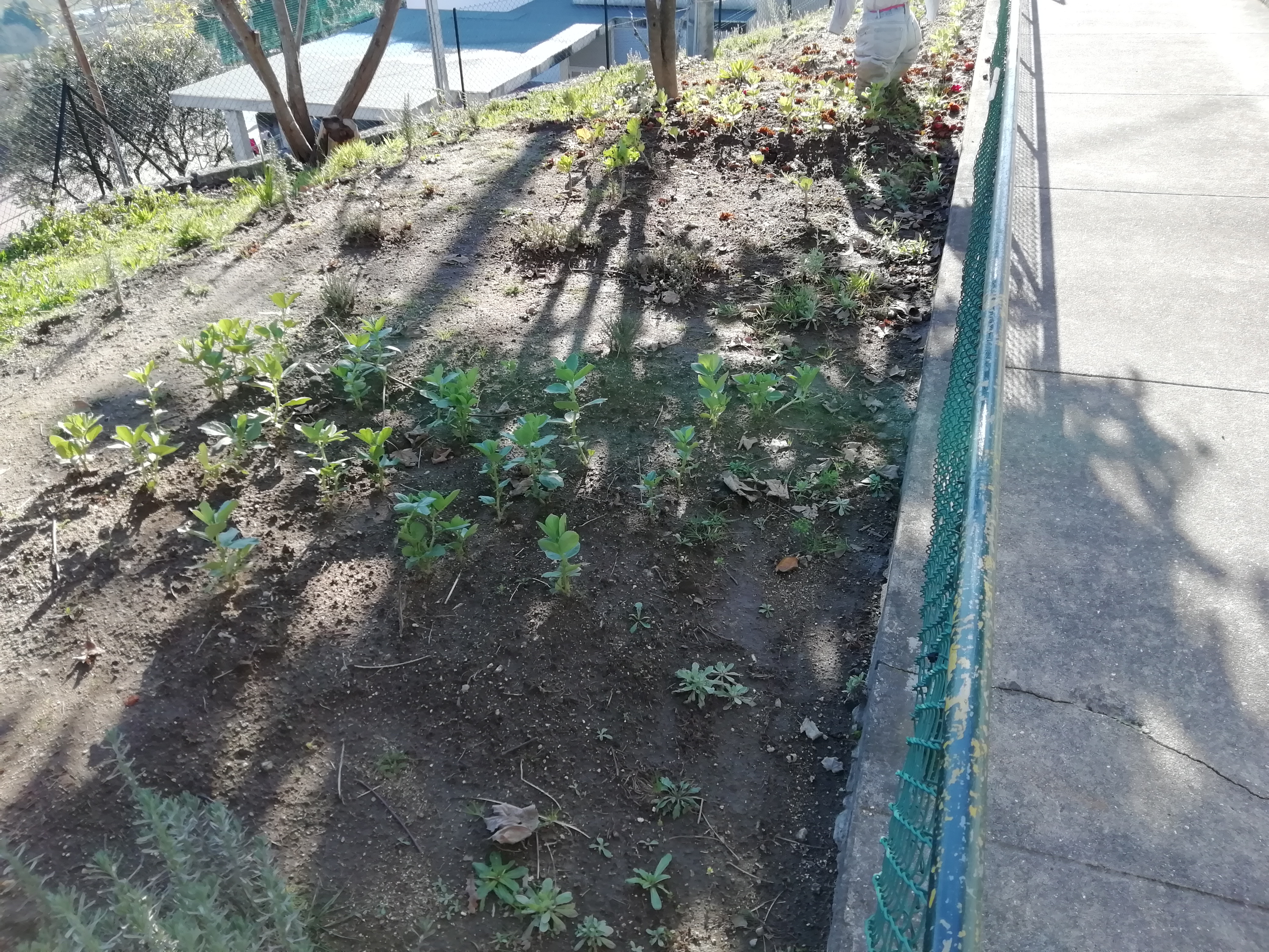 As favas que foram semeadas em novembro e que estão a crescer.