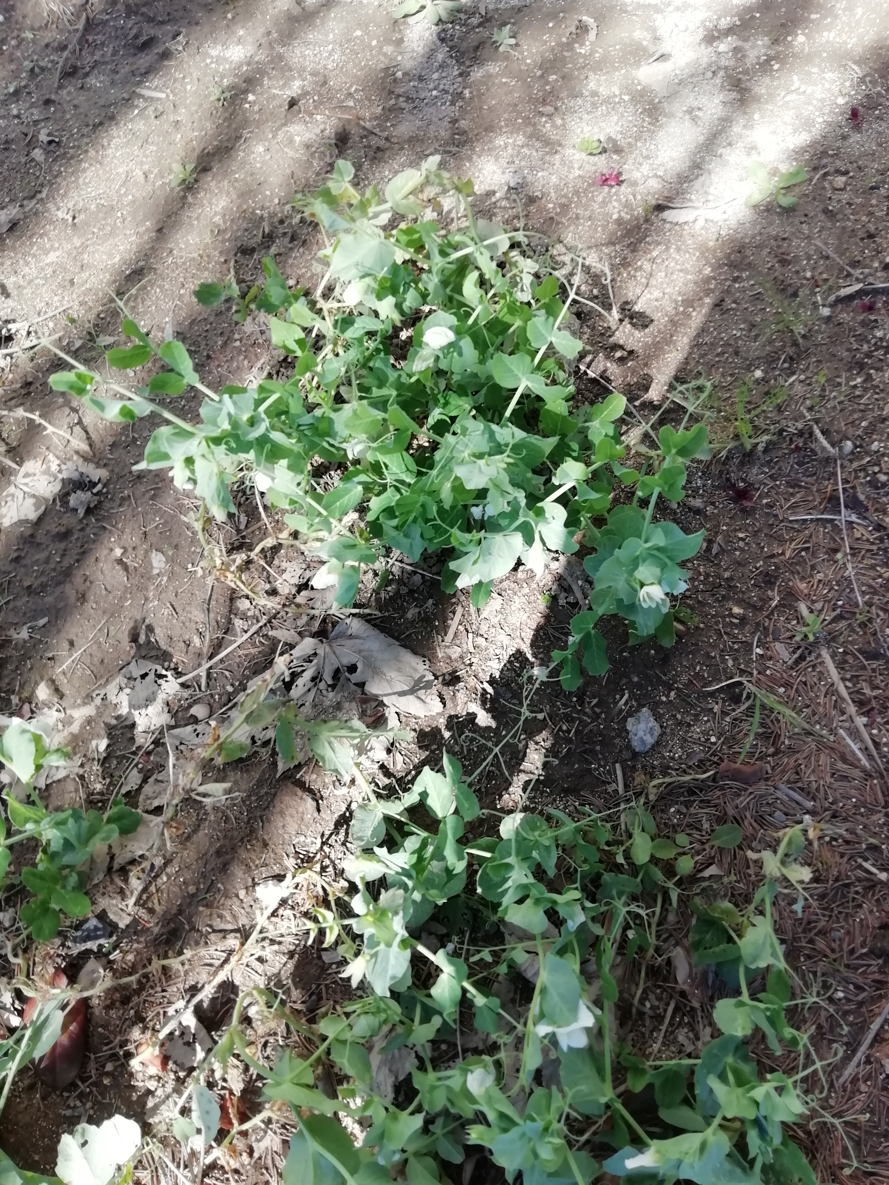 Ervilhas rasteiras. Quando chegamos em março, as plantas estavam cheias de flor e já se viam alguns frutos.
