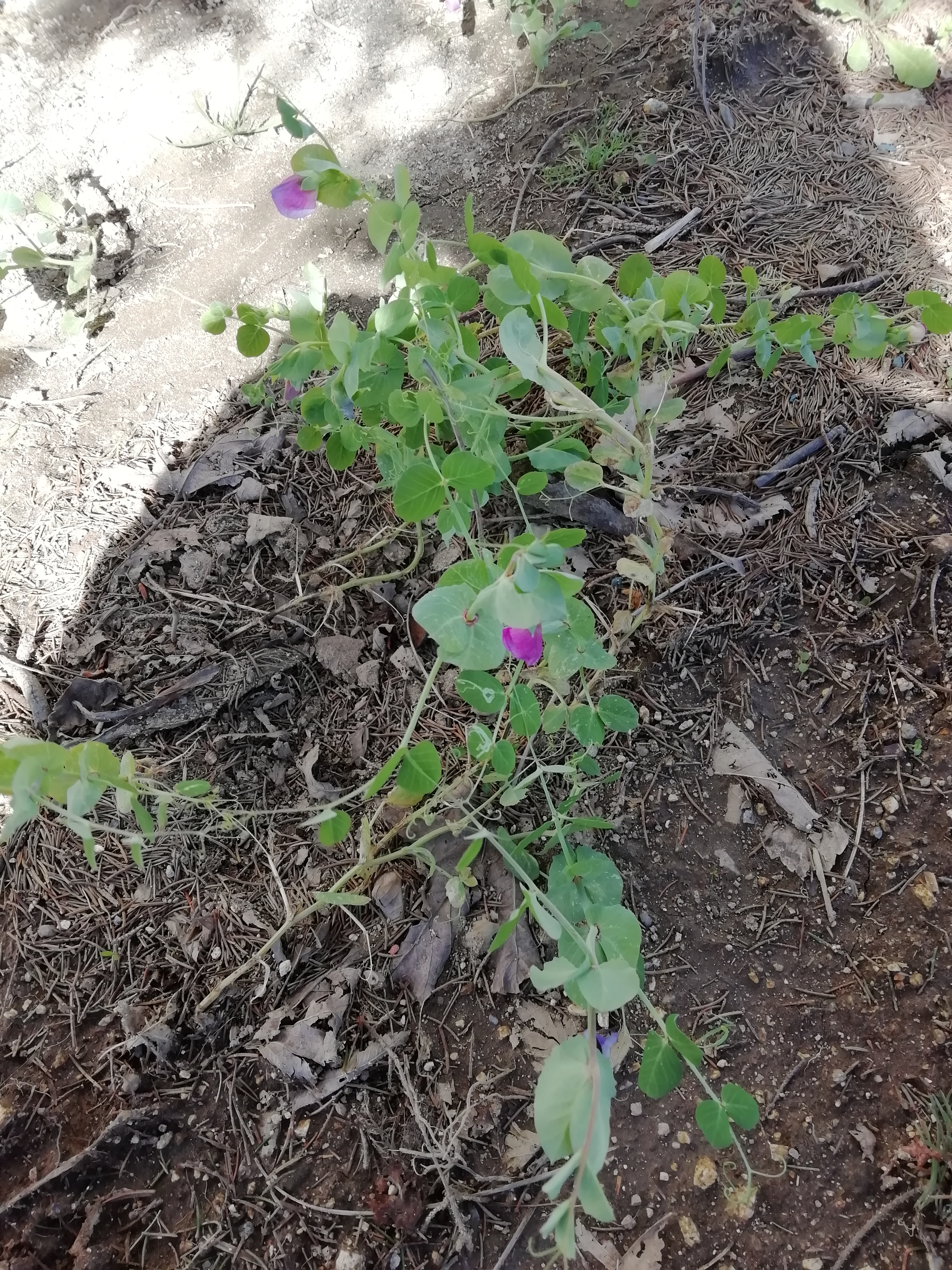 O nosso faval estava cheio de flor, esperamos que não se estraguem com as mudanças repentinas de temperatura.