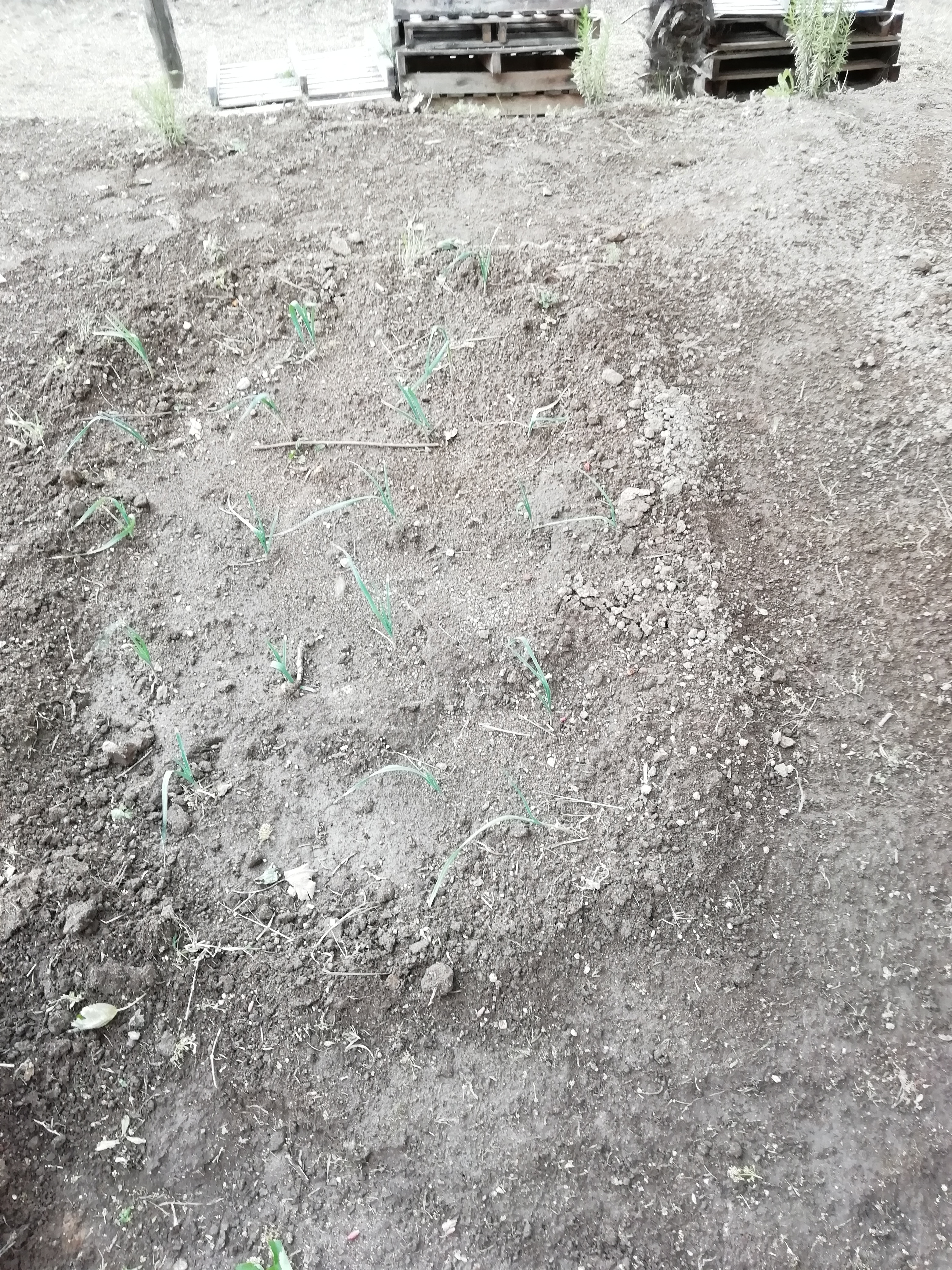 Para além das corgetes, plantamos tomates, alho francês e semeamos batata doce.