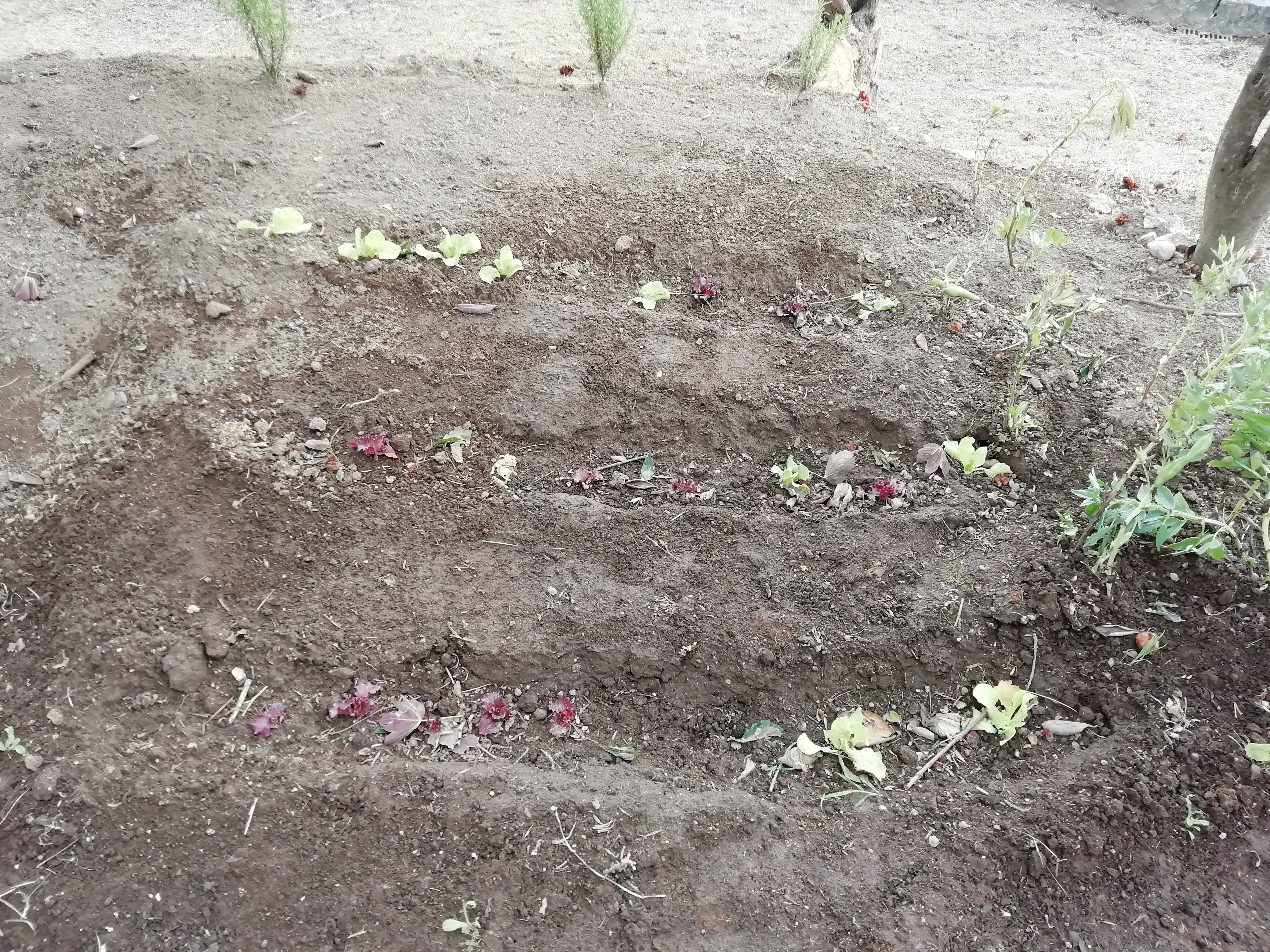Plantação de alfaces na nossa horta