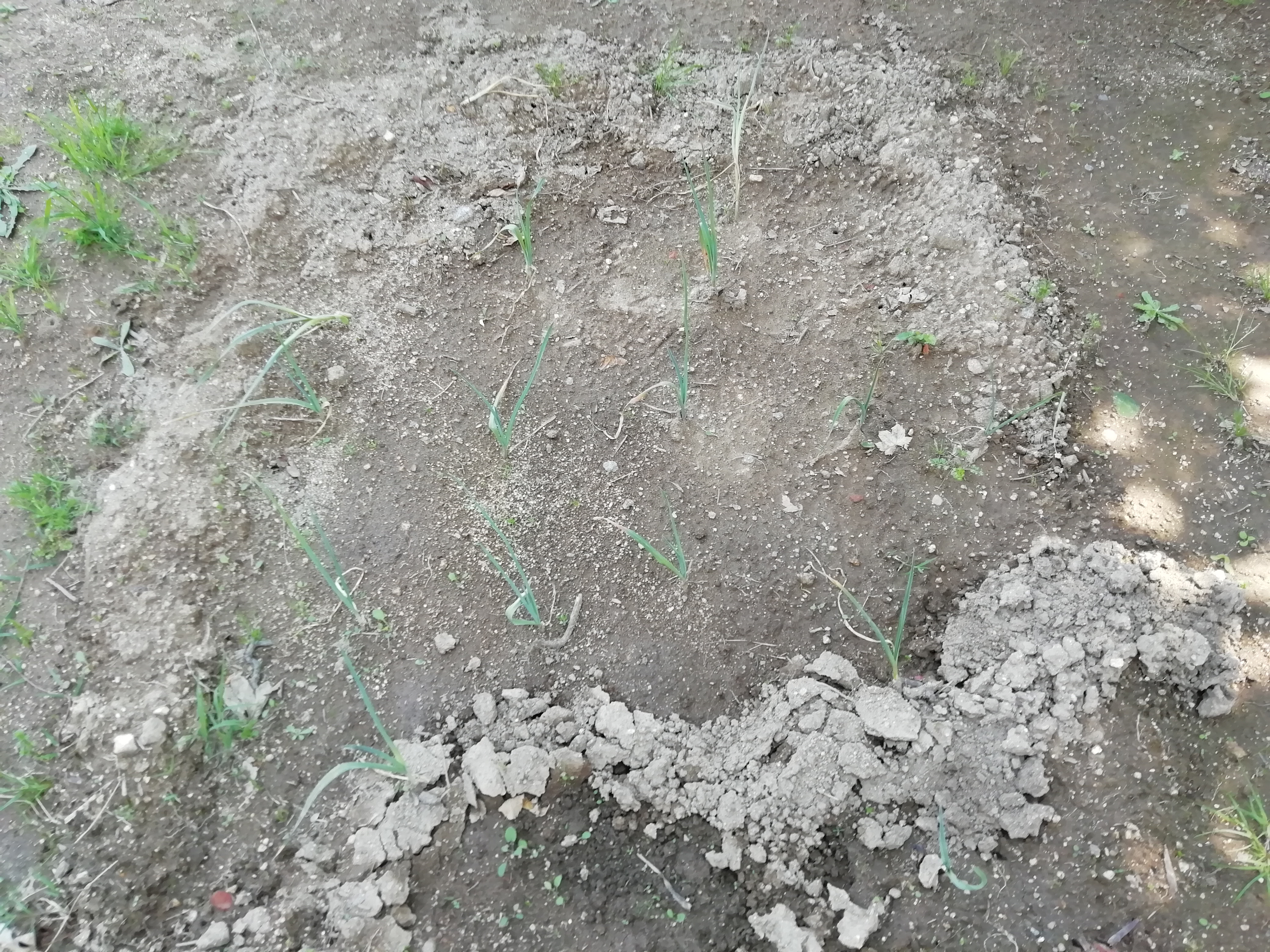 As plantas de alho francês que também estão a desenvolver.