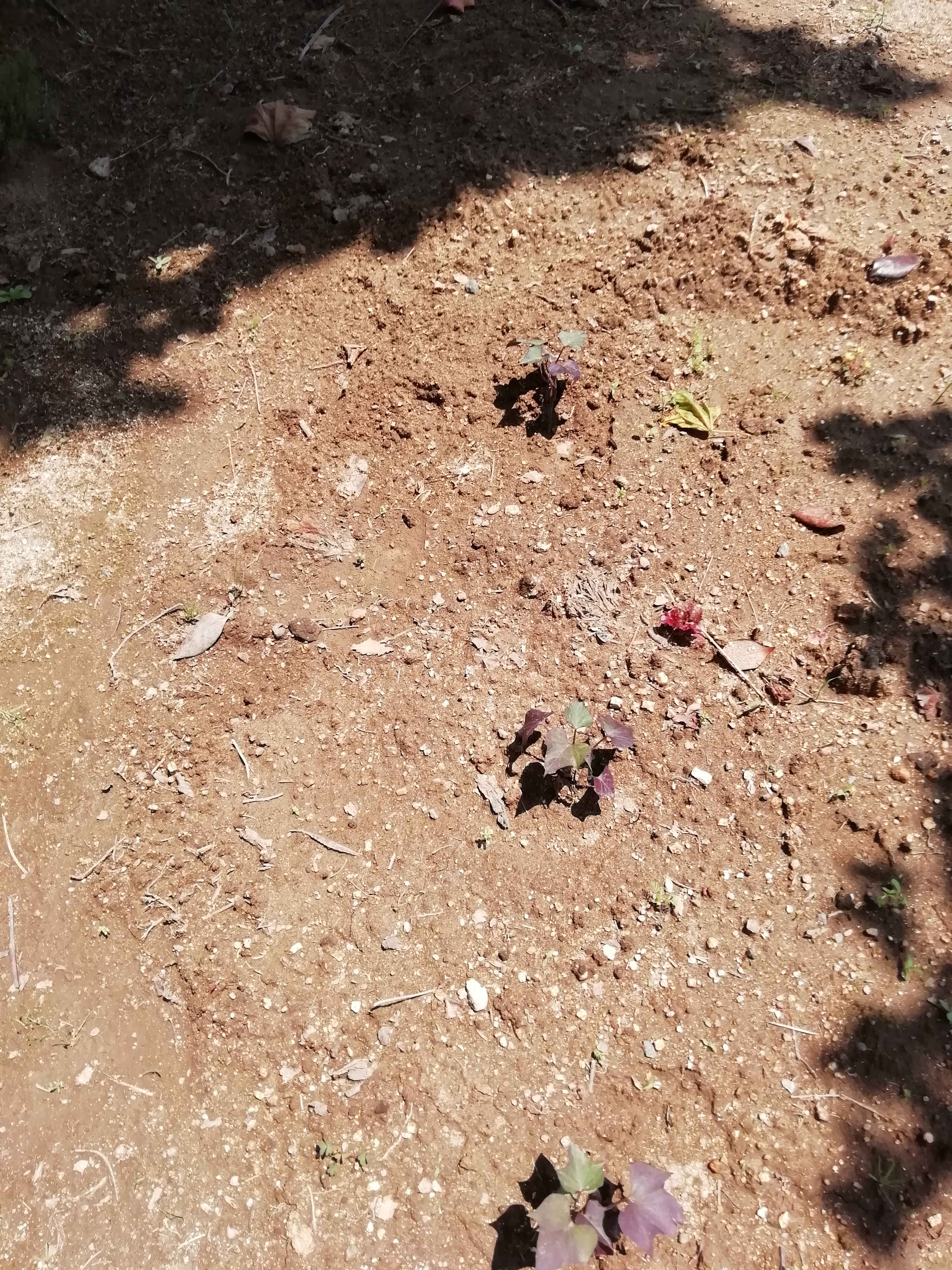 As plantas de batata doce e algumas alfaces que plantamos.