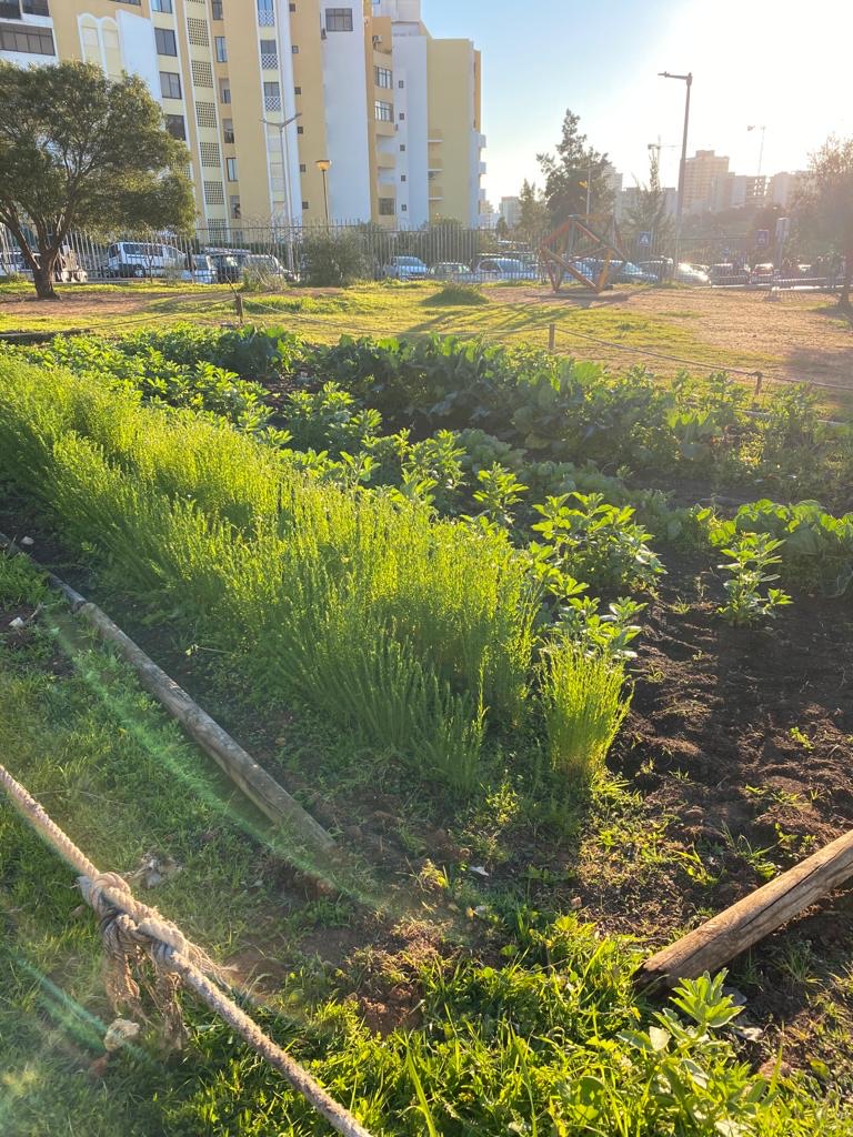 Horta (Linho, alfaces, couves, beterrabas, cebolas, favas)