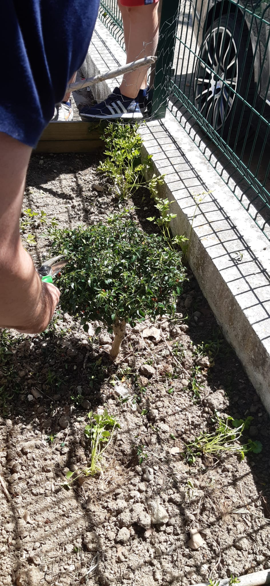 As nossa malaguetas são fonte de curiosidade.