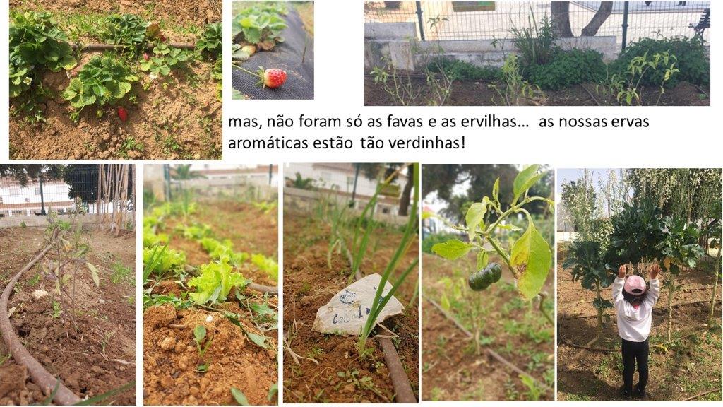 Mas não foram só as favas e as ervilhas que cresceram. Os tomateiros, os morangueiros, as cebolas, os pimenteiros e as couves também cresceram muito. E as nossas ervas aromáticas estão mesmo verdinhas!