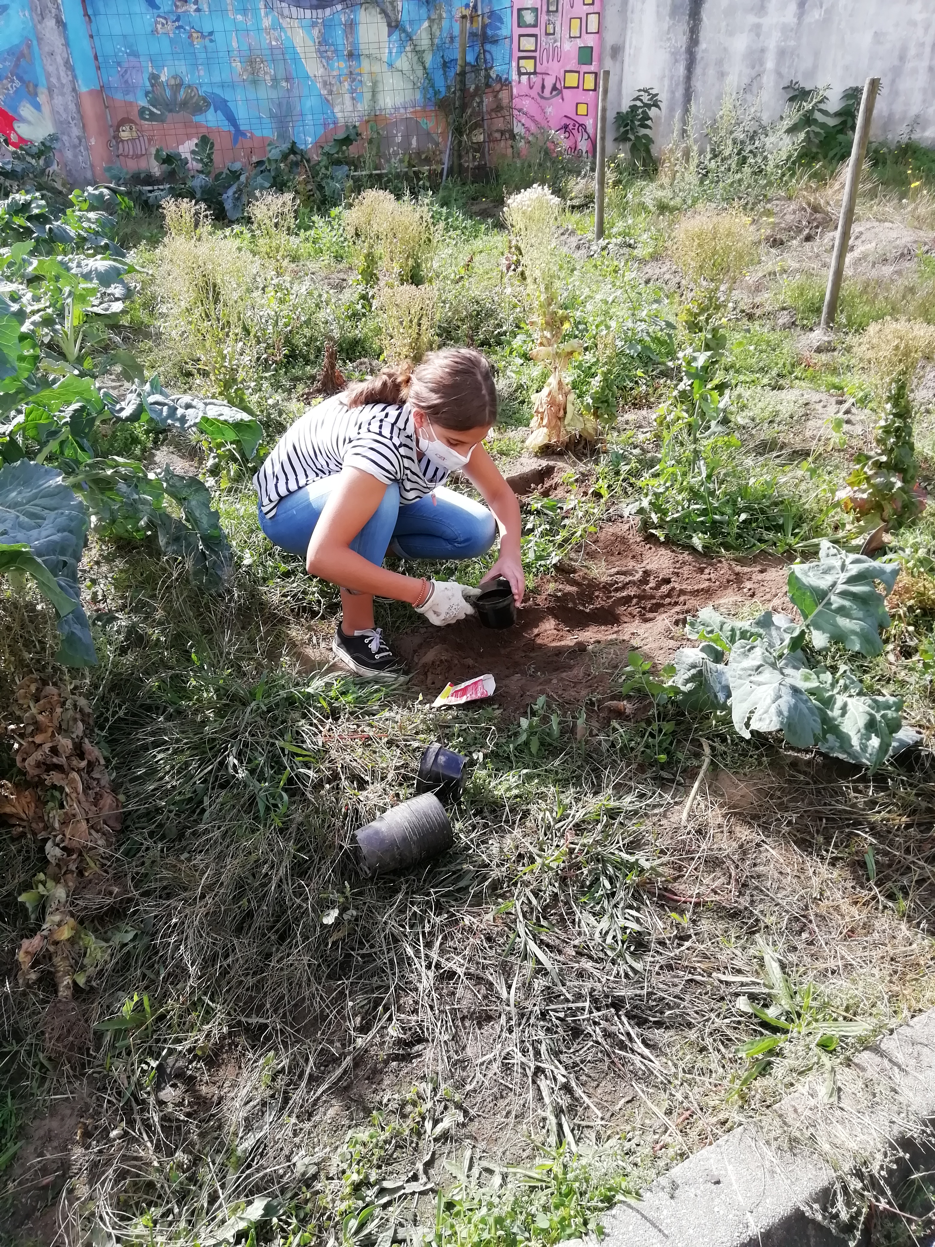 Recolha vegetais (ar livre)
A aluna aproveitou vegetais que estavam no terreno para posteriormente efetuar nesse local a sementeira de favas e ervilhas.