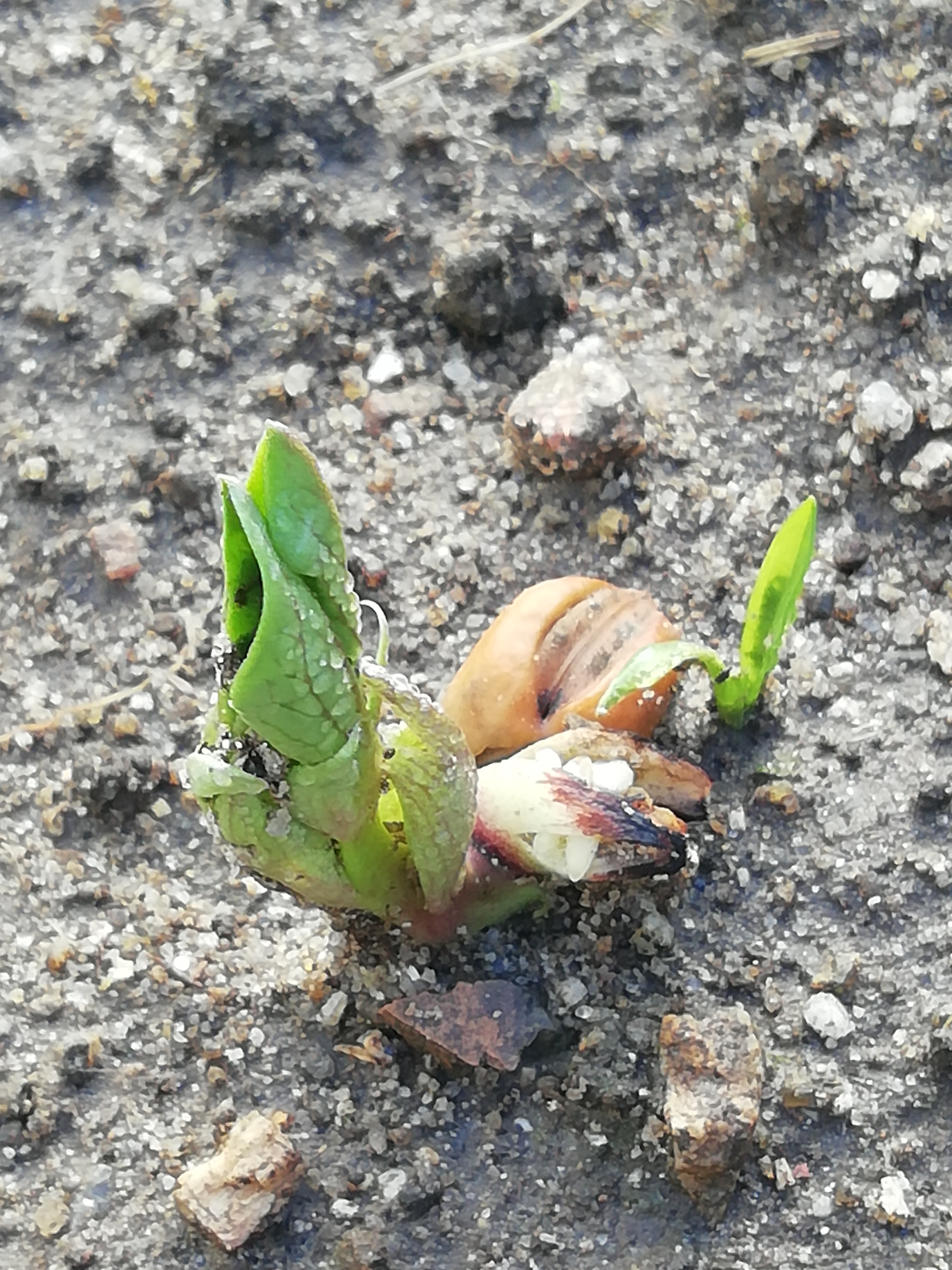 Vamos à fava
O embrião rompeu o tegumento. Observa-se a radícula que irá dar origem à raiz. o caulículo que vai dar origem ao caule. Finalmente, observação das primeiras folhas. A sementeira  feita a lanço e ao ar livre. Dia 19 novembro.