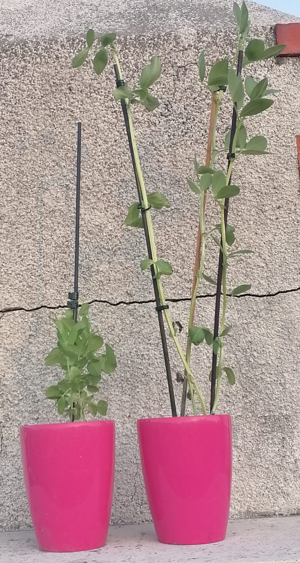 Produzir para ter.
O aluno utilizou terra do quintal, colocou num vaso cada uma das espécies a fava -Vicia faba e a ervilha - Pisum sativum.