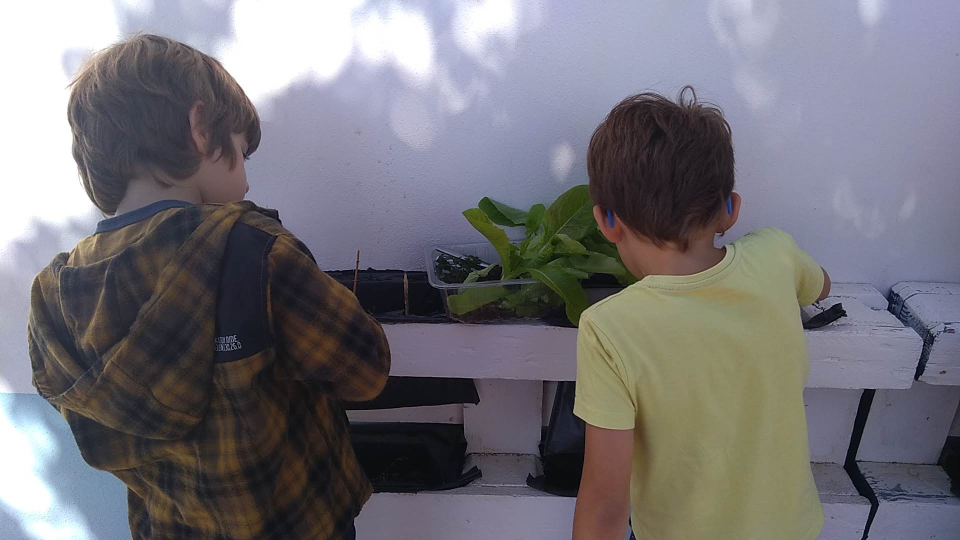 Alunos a cuidar da horta vertical da escola.