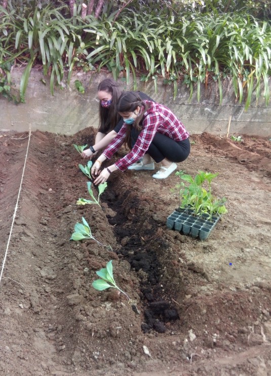 Plantação das primeiras hortícolas