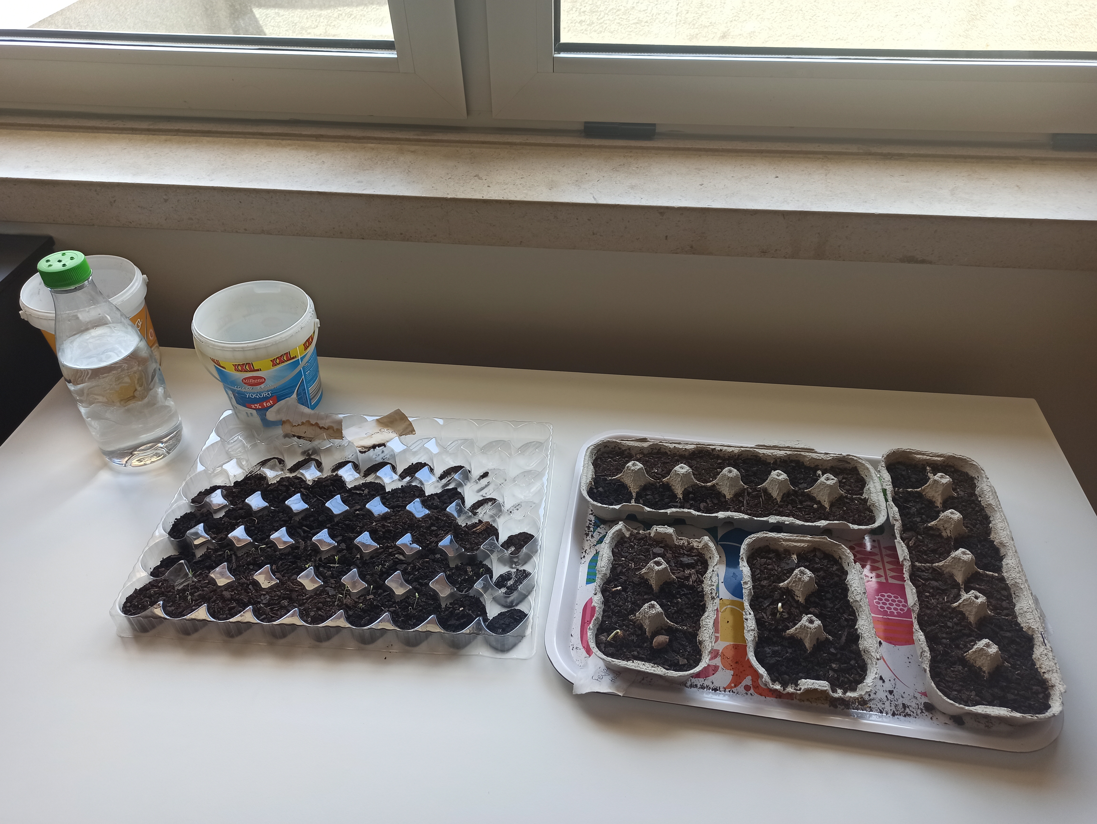 Sementeiras para transplantar - 2º ano
