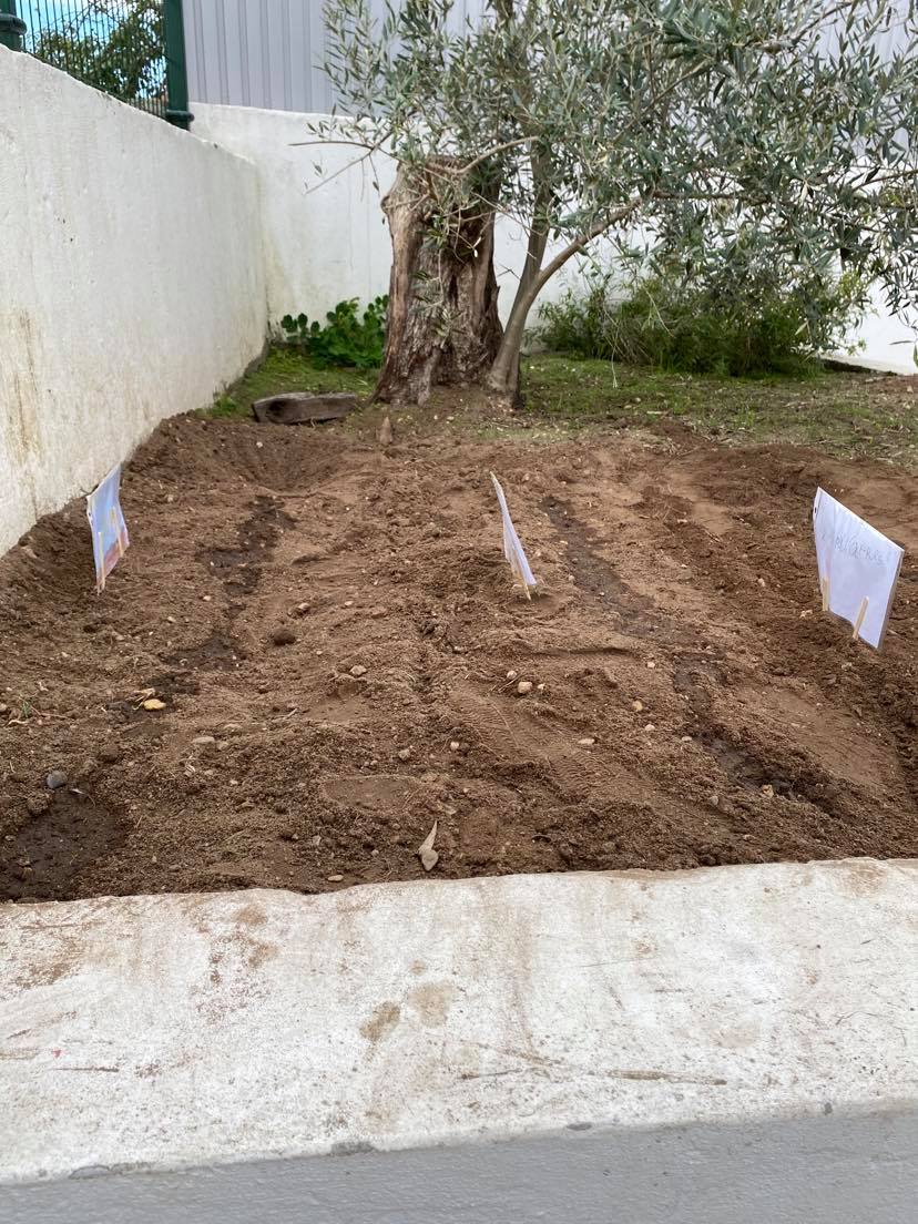 Semear coentros e chícharos