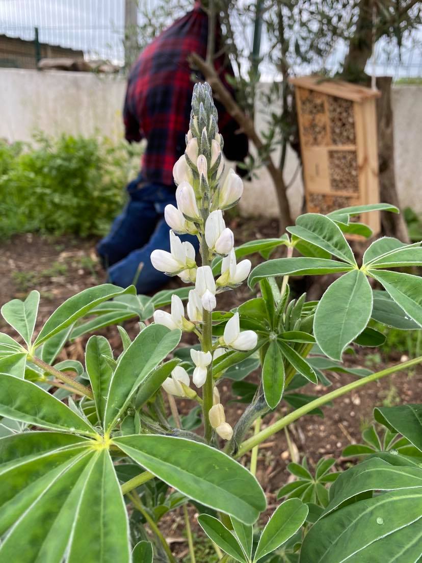 Tremoceiro em flor na horta