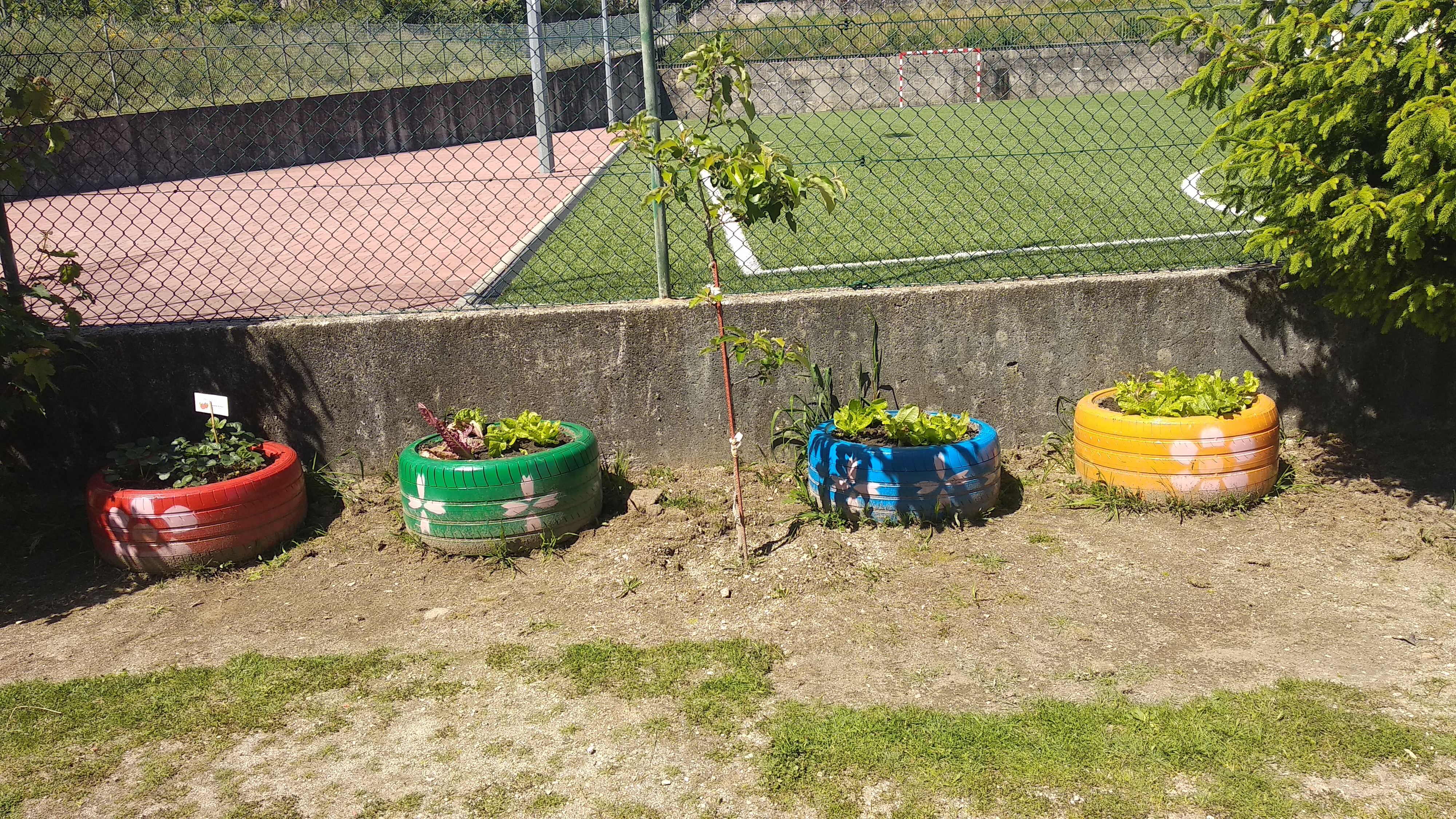 Evolução e crescimento da horta.