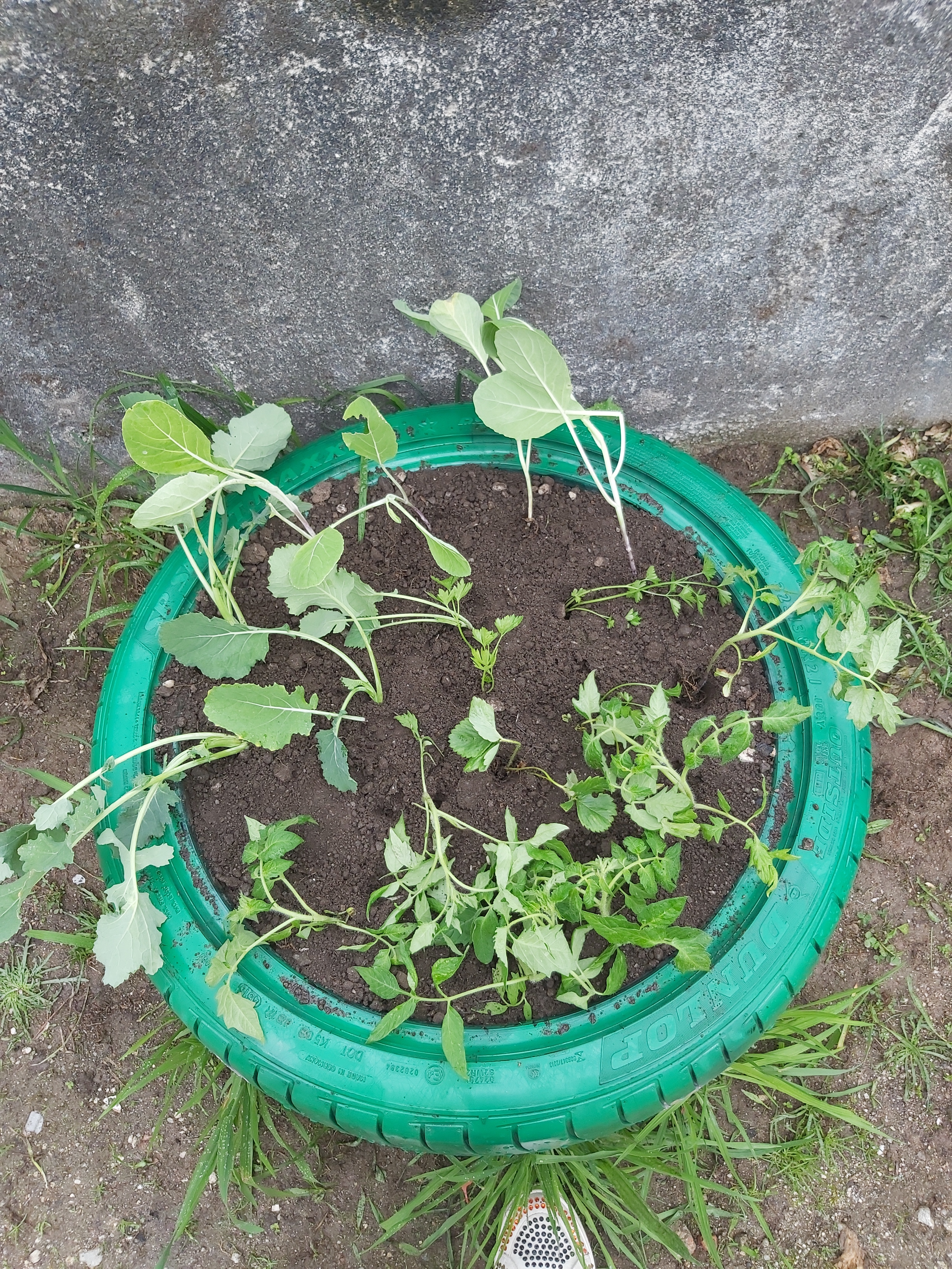 Novas plantações, feitas em maio.