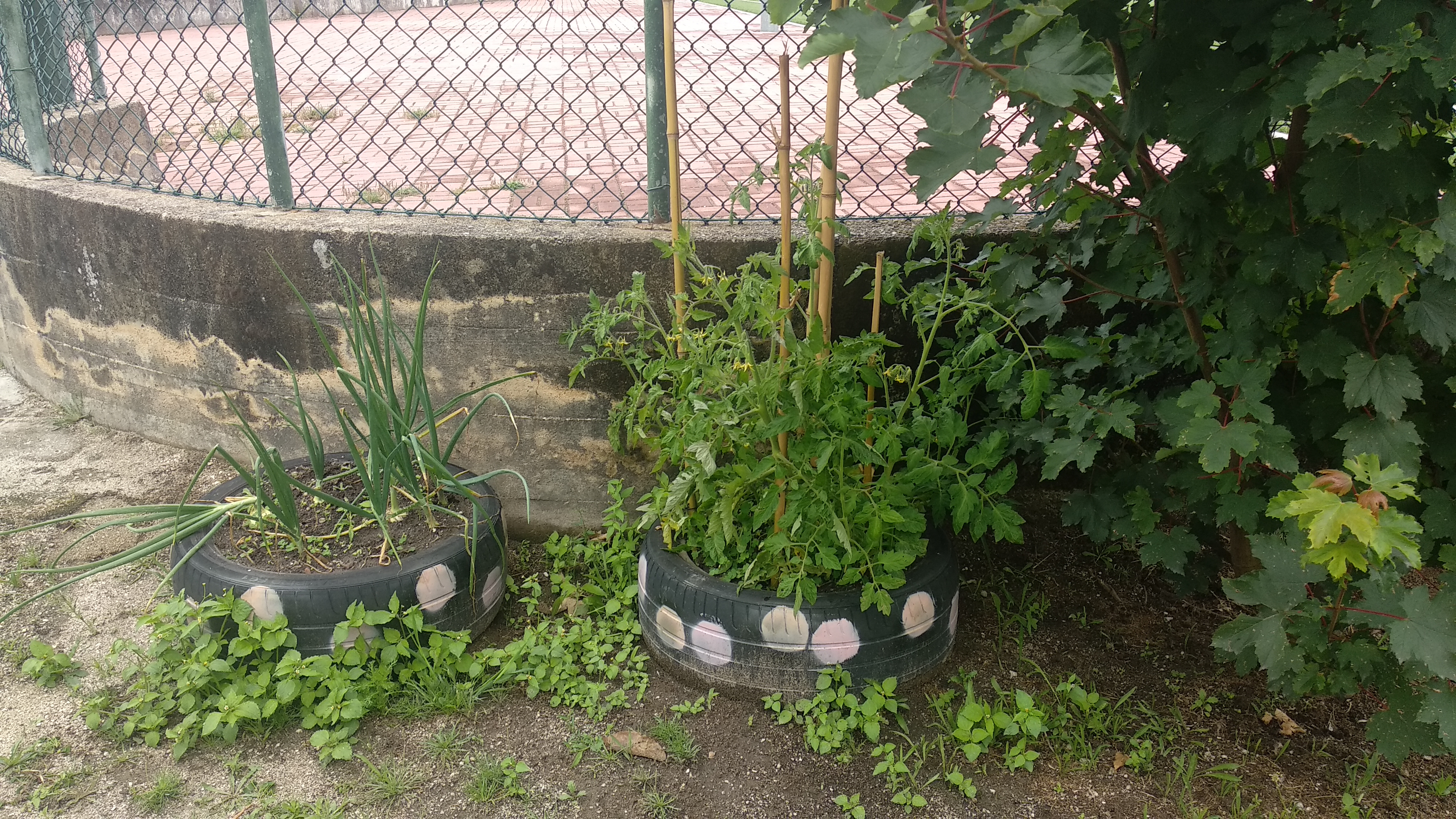 Evolução do cebolo e do tomateiro