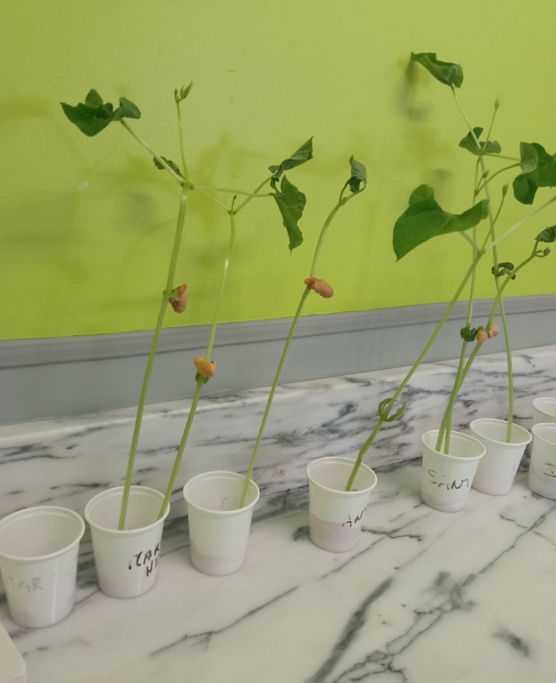 Germinação de feijões em sala de aula (abril)