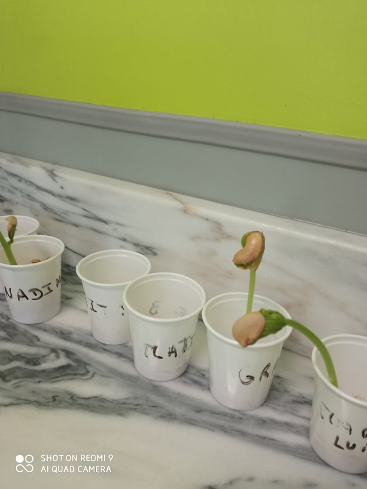Germinação de feijões em sala de aula (abril)