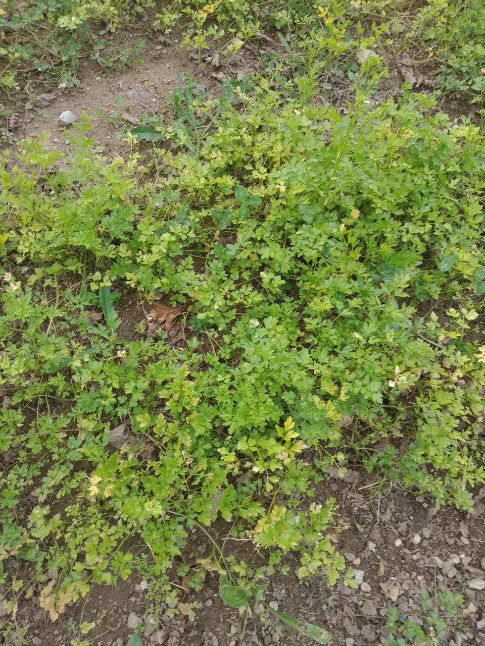 com sementeira feita, aromáticas a crescer...