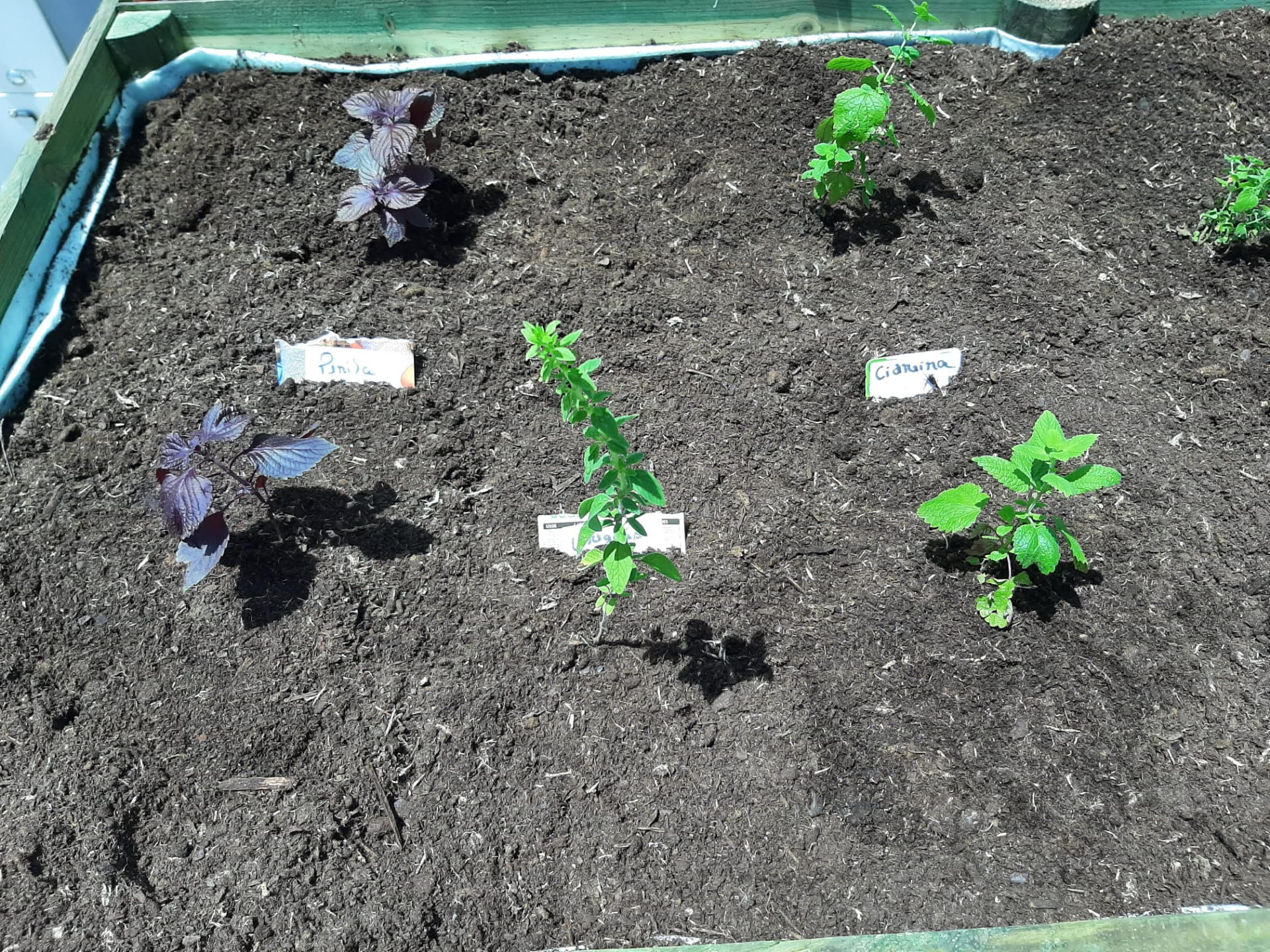 Identificação das plantas