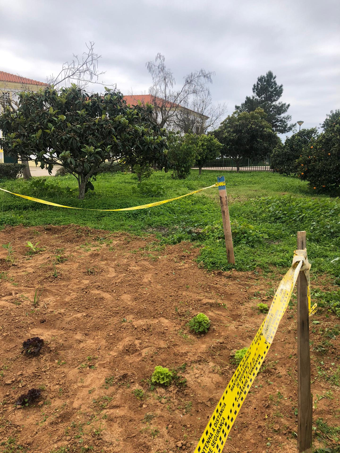 A terra foi cavada com enxada e com o auxílio do ancinho foram retiradas todas as ervas daninhas e detritos.