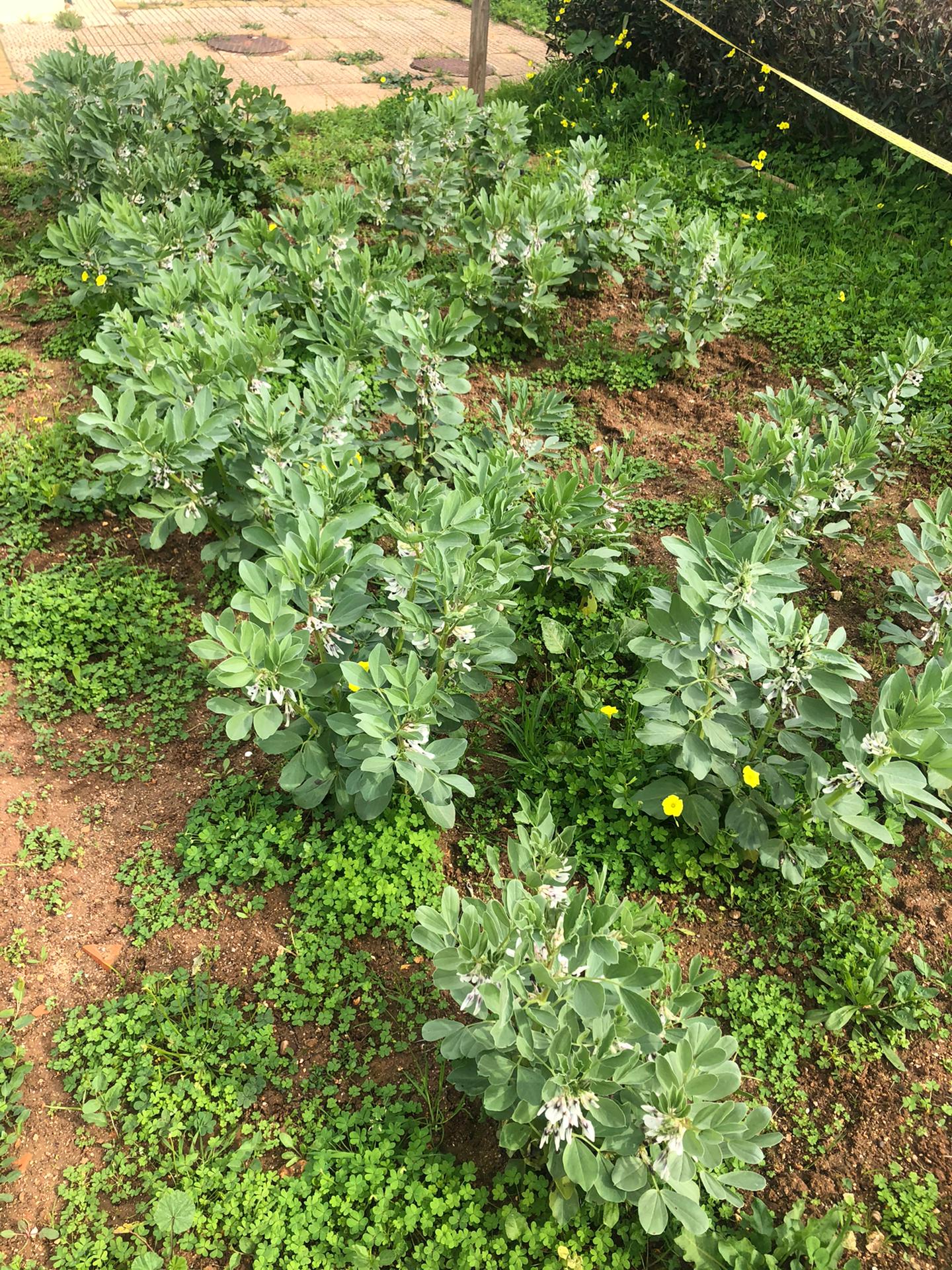 A rega que as nossas plantas receberam em março foi a água da chuva apenas.