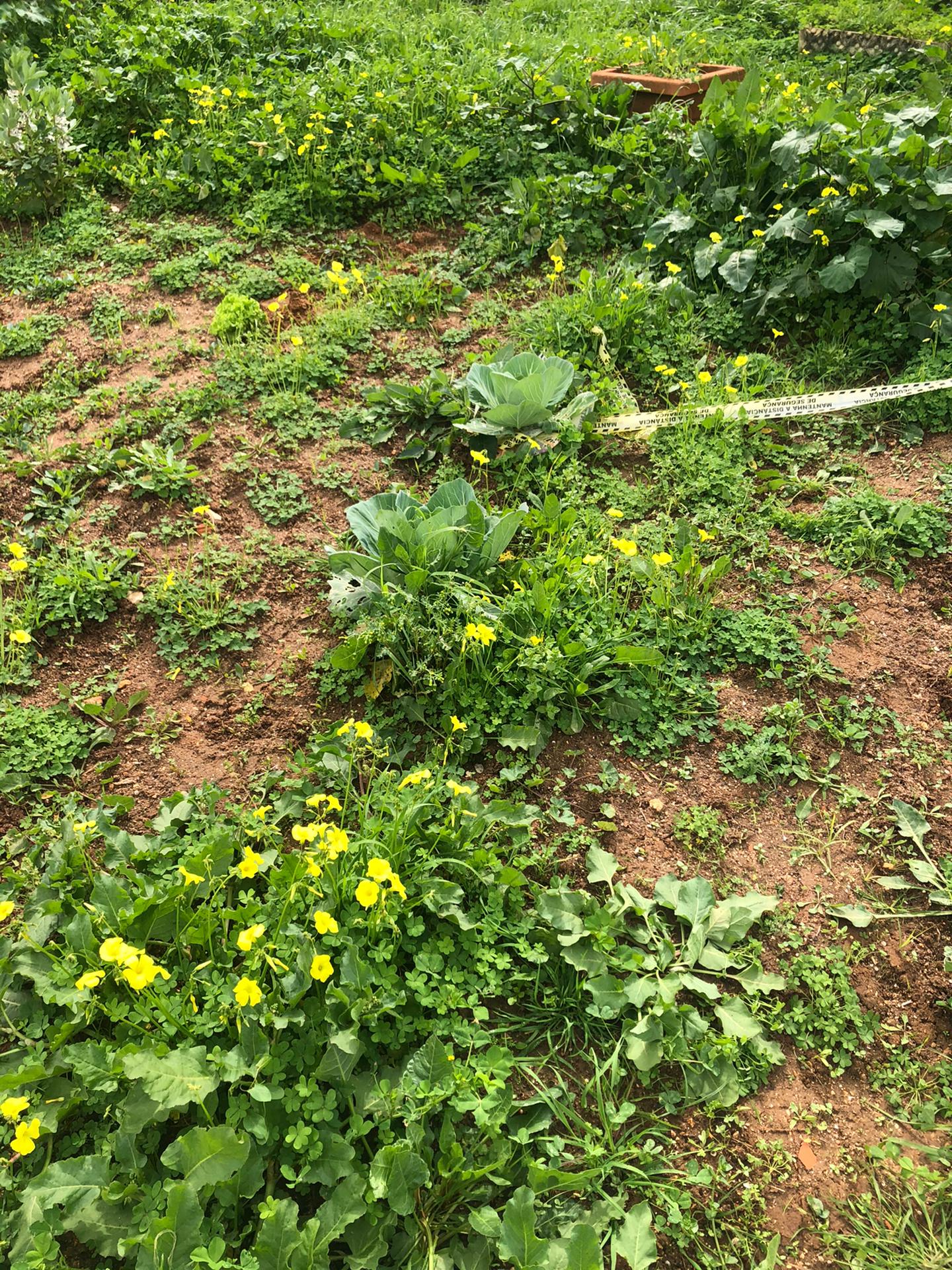 As nossas hortícolas encontram-se pouco desenvolvidas e com muitas folhas roídas.