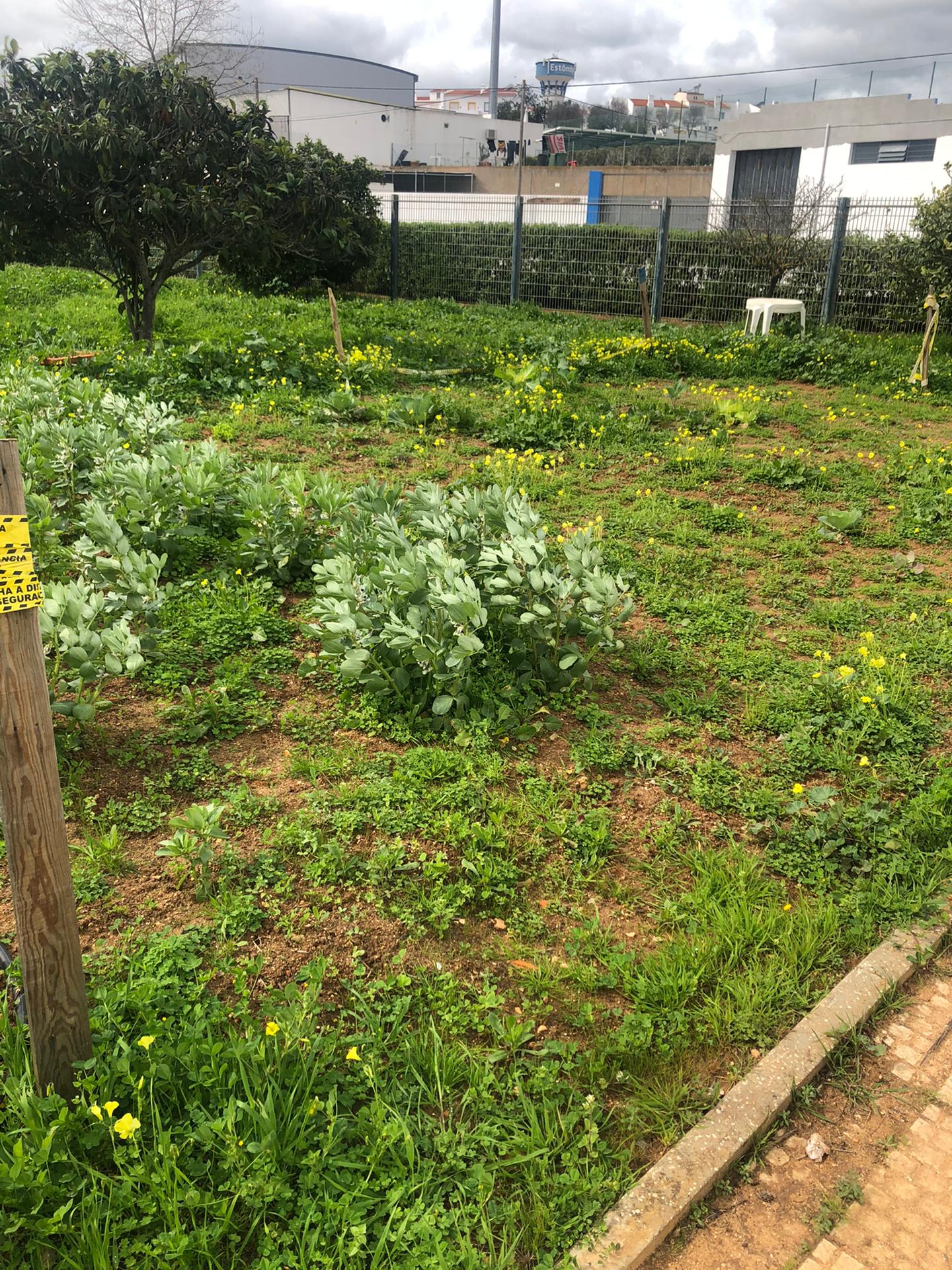Algumas das plantas forma comidas por ratos. As alfaces e os morangueiros foram as plantas de eleição escolhidas pelos ratos.