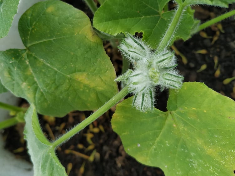 Crescimento da flor da abóbora.