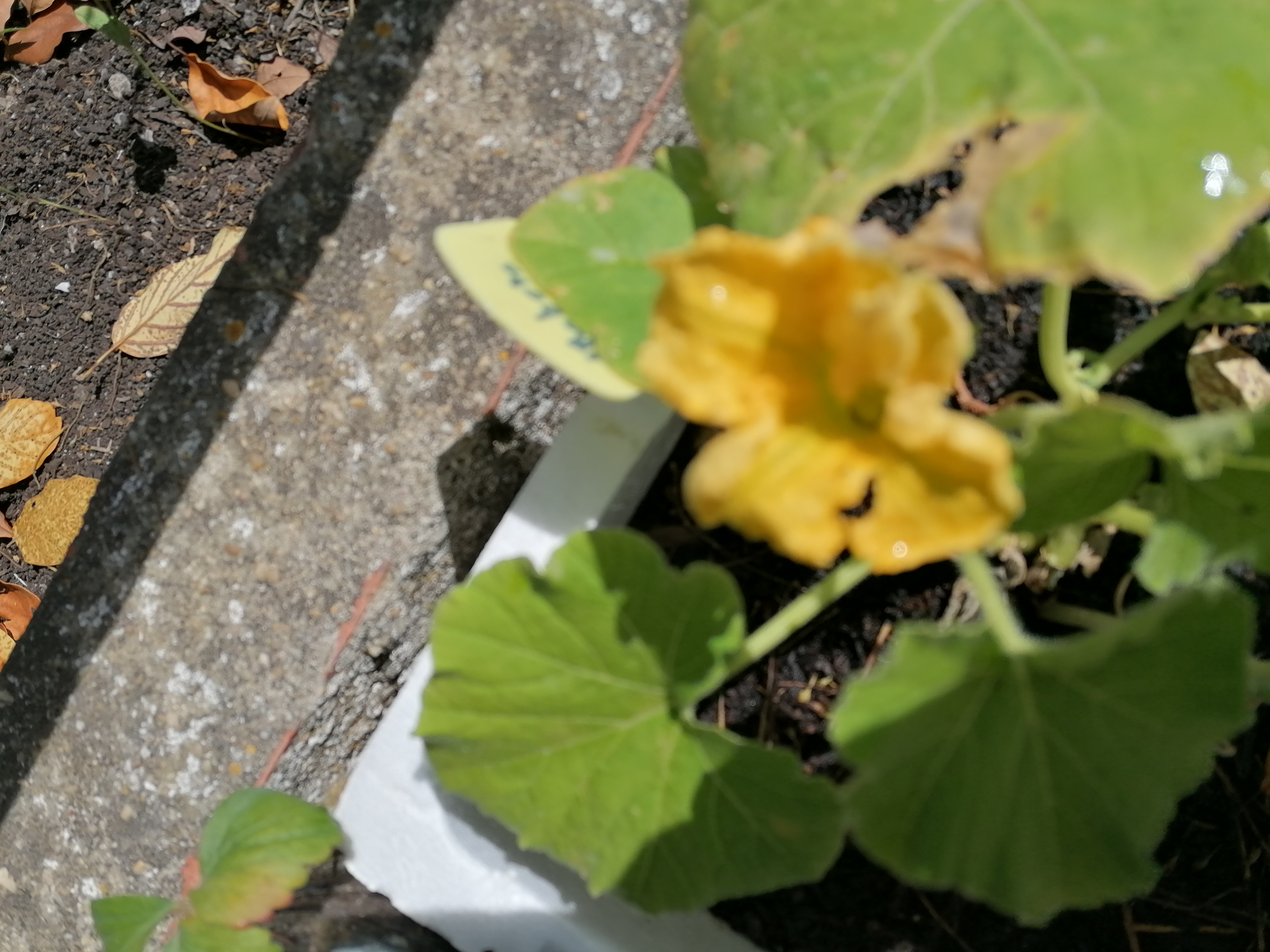 Flor da abóbora.