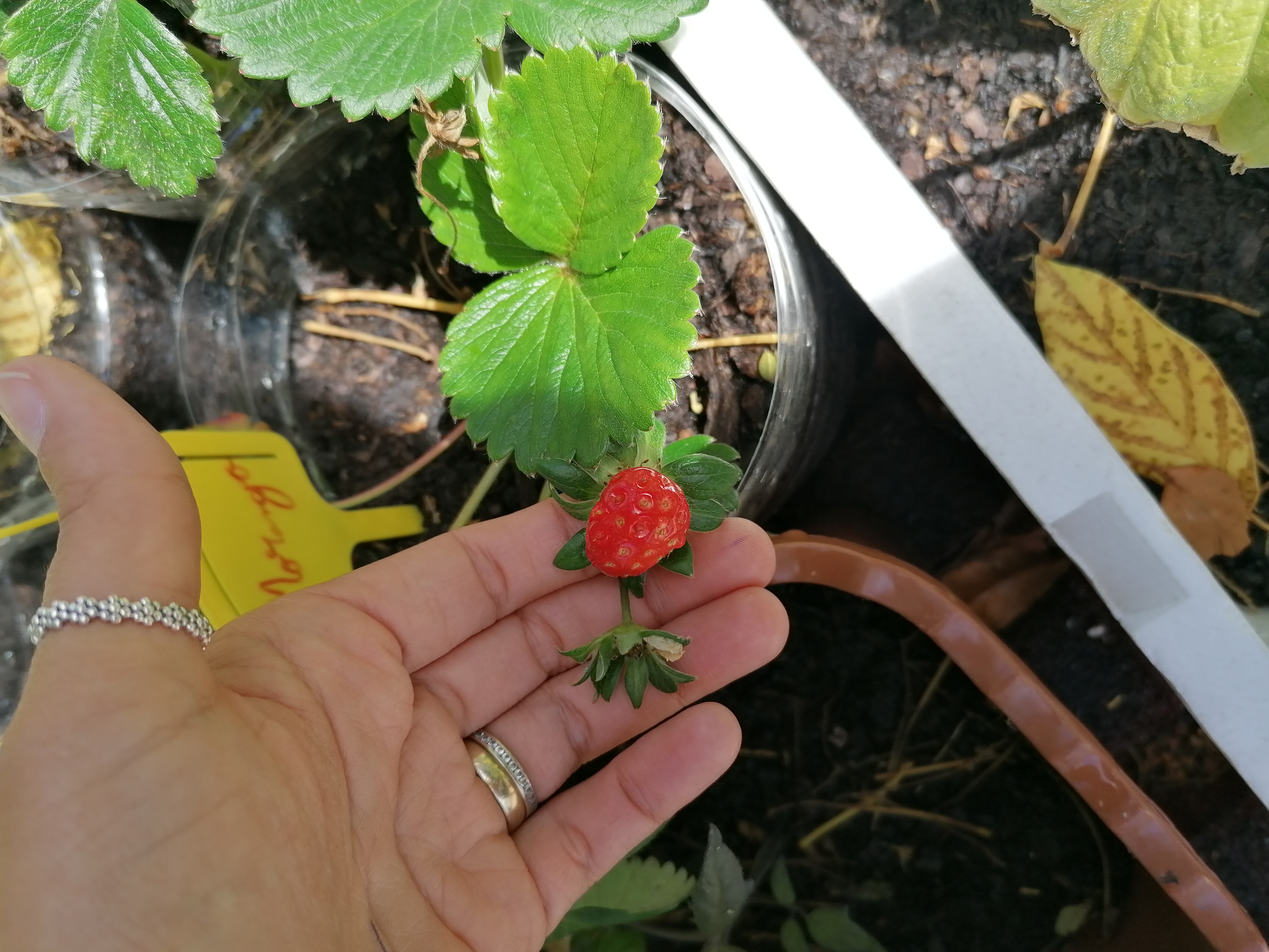 O primeiro morango da nossa horta.