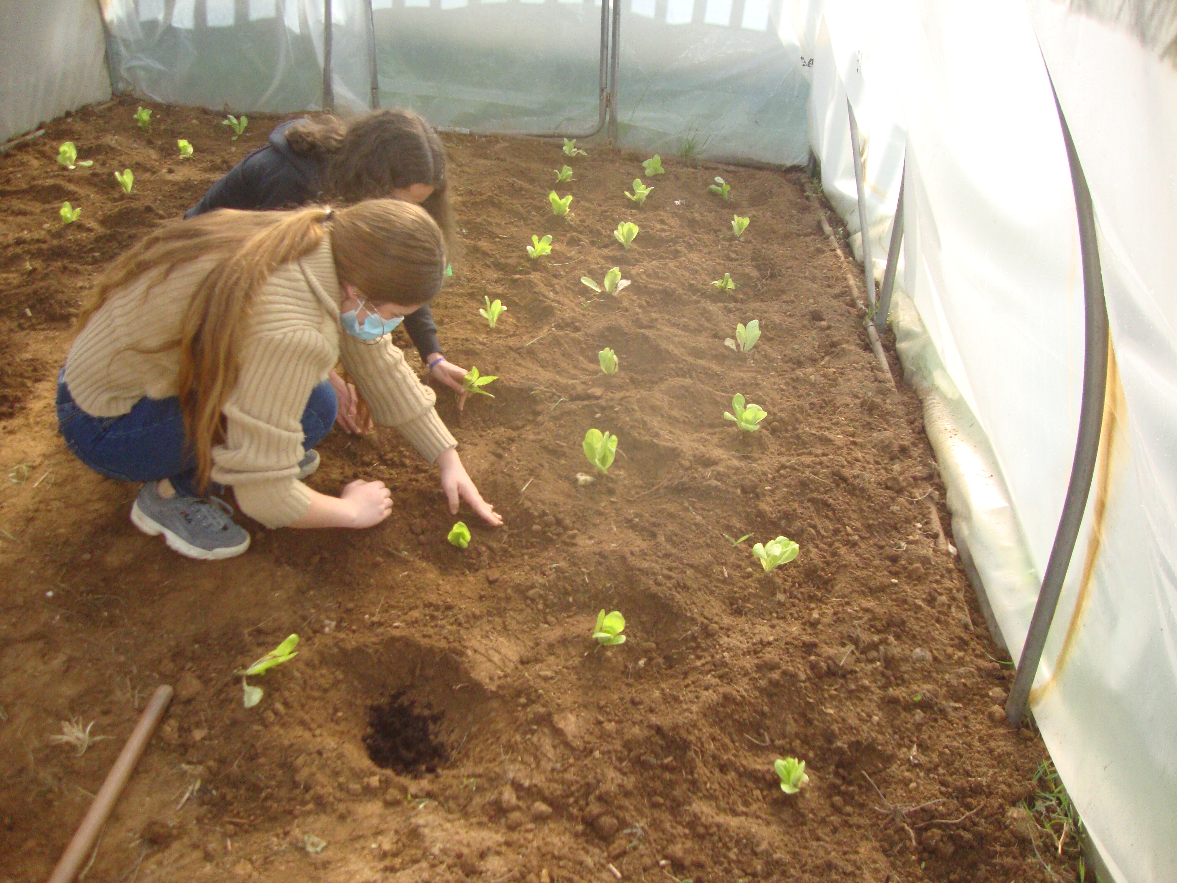 Plantação de alfaces na estufa