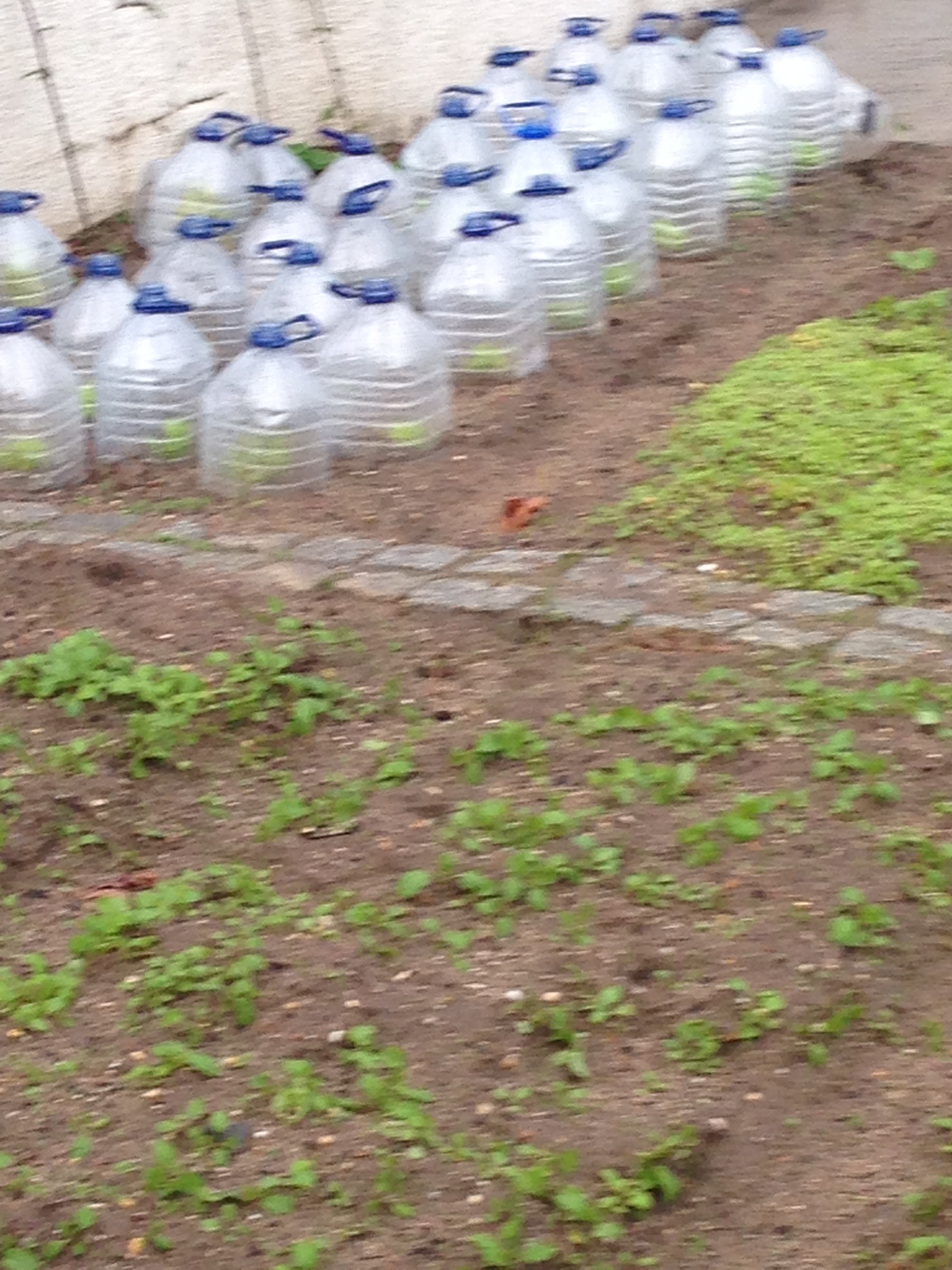 Alfaces protegidas com garrafões