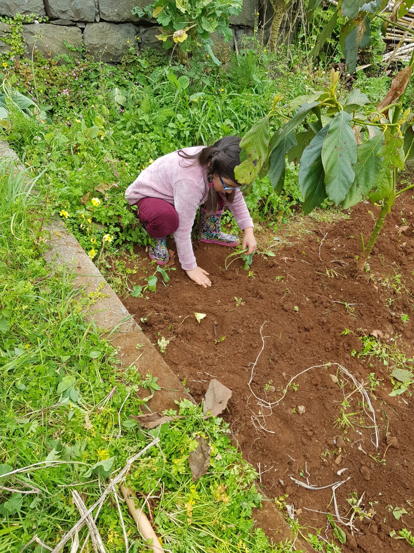 Preparação do terreno para cultivo