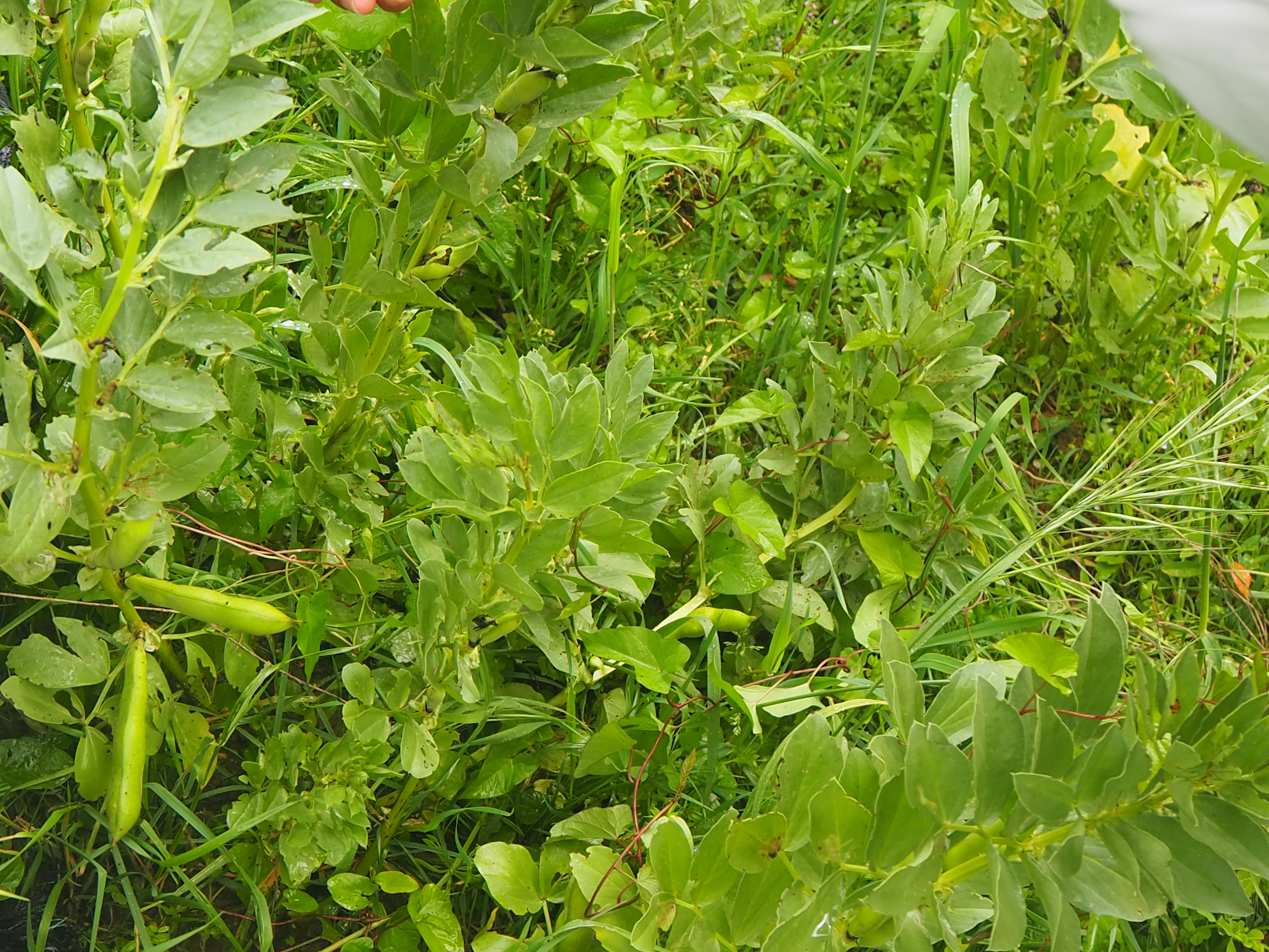 Favas Horta BESA