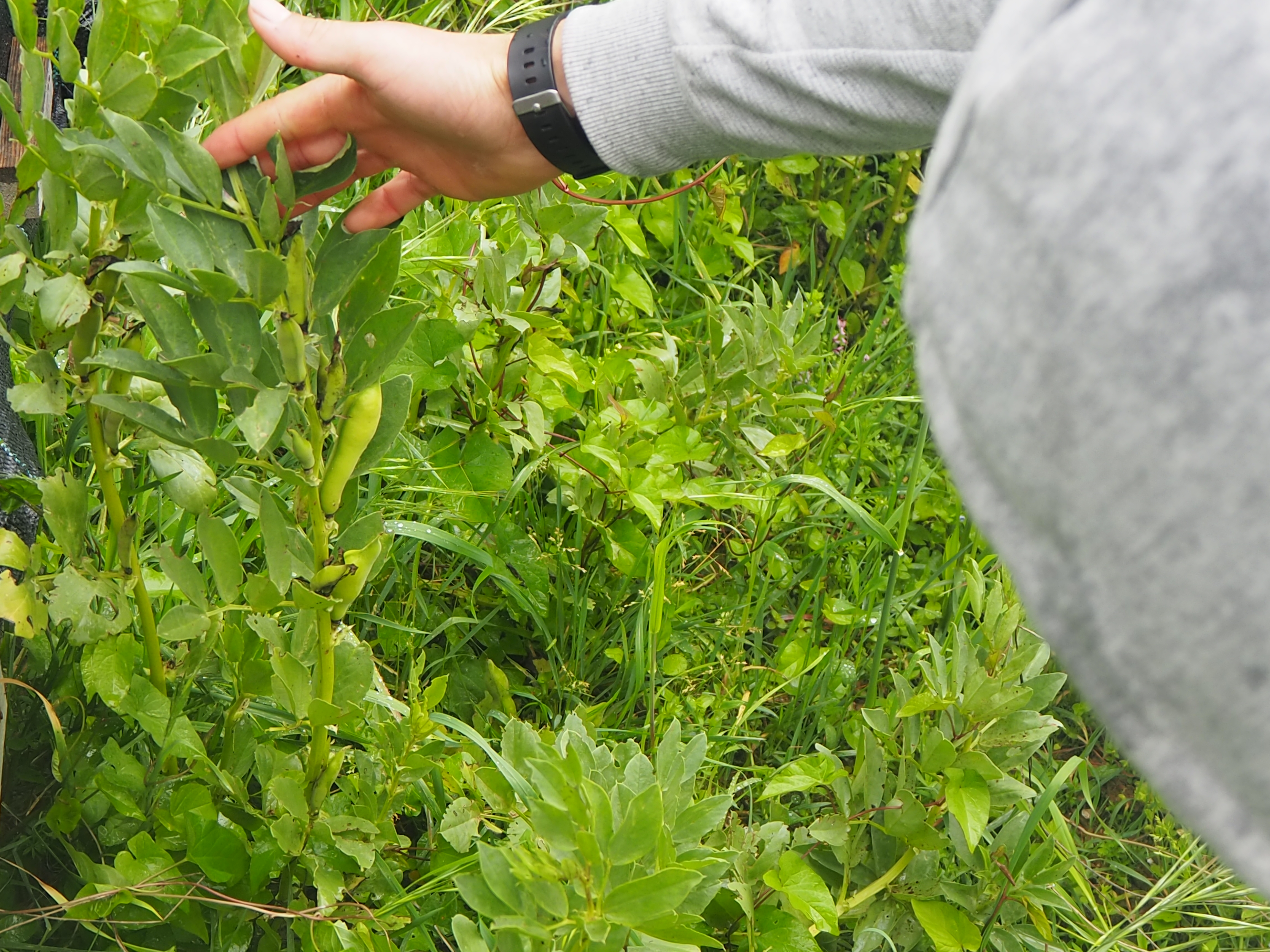 Favas Horta BESA