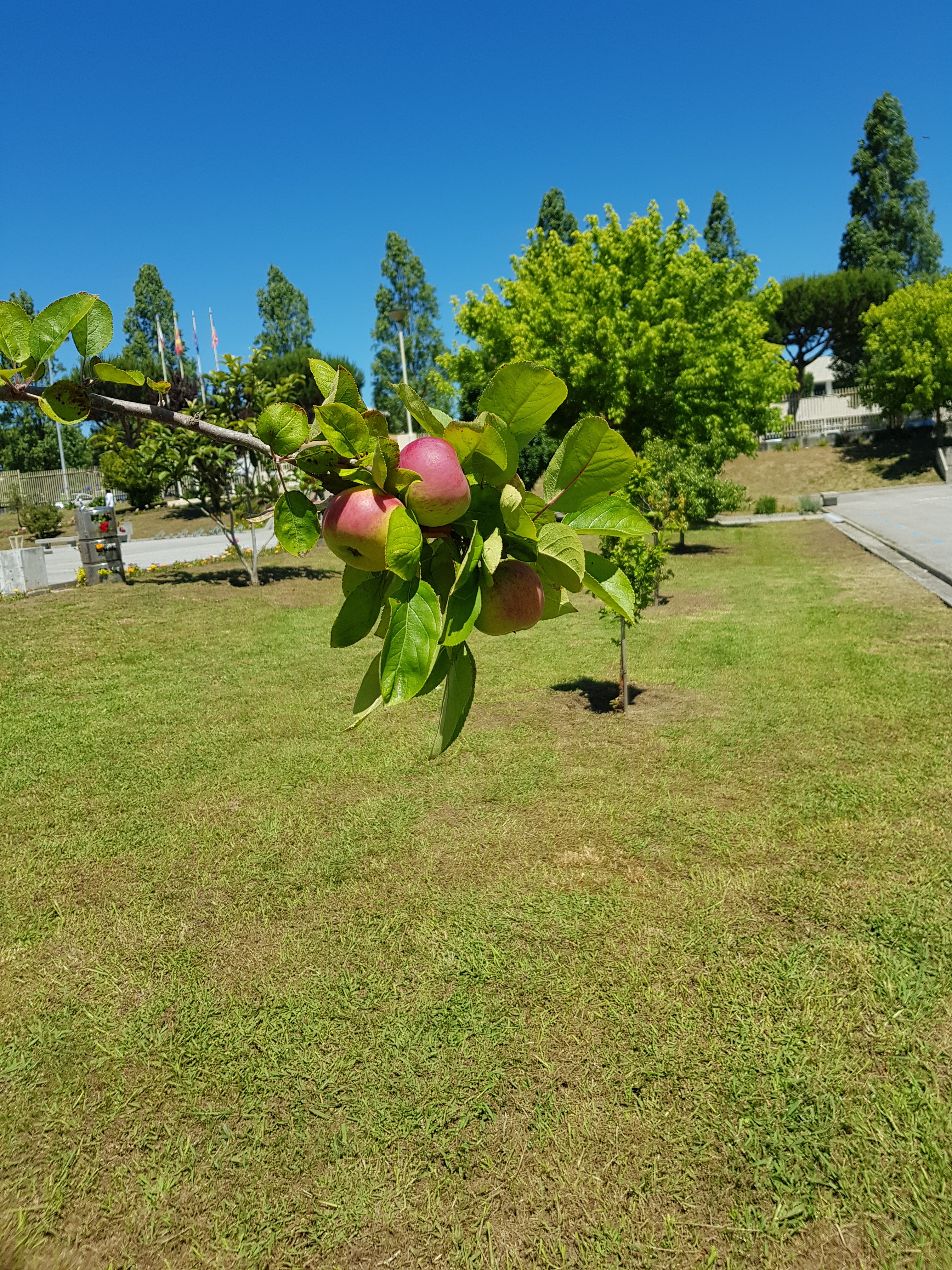 Frutos