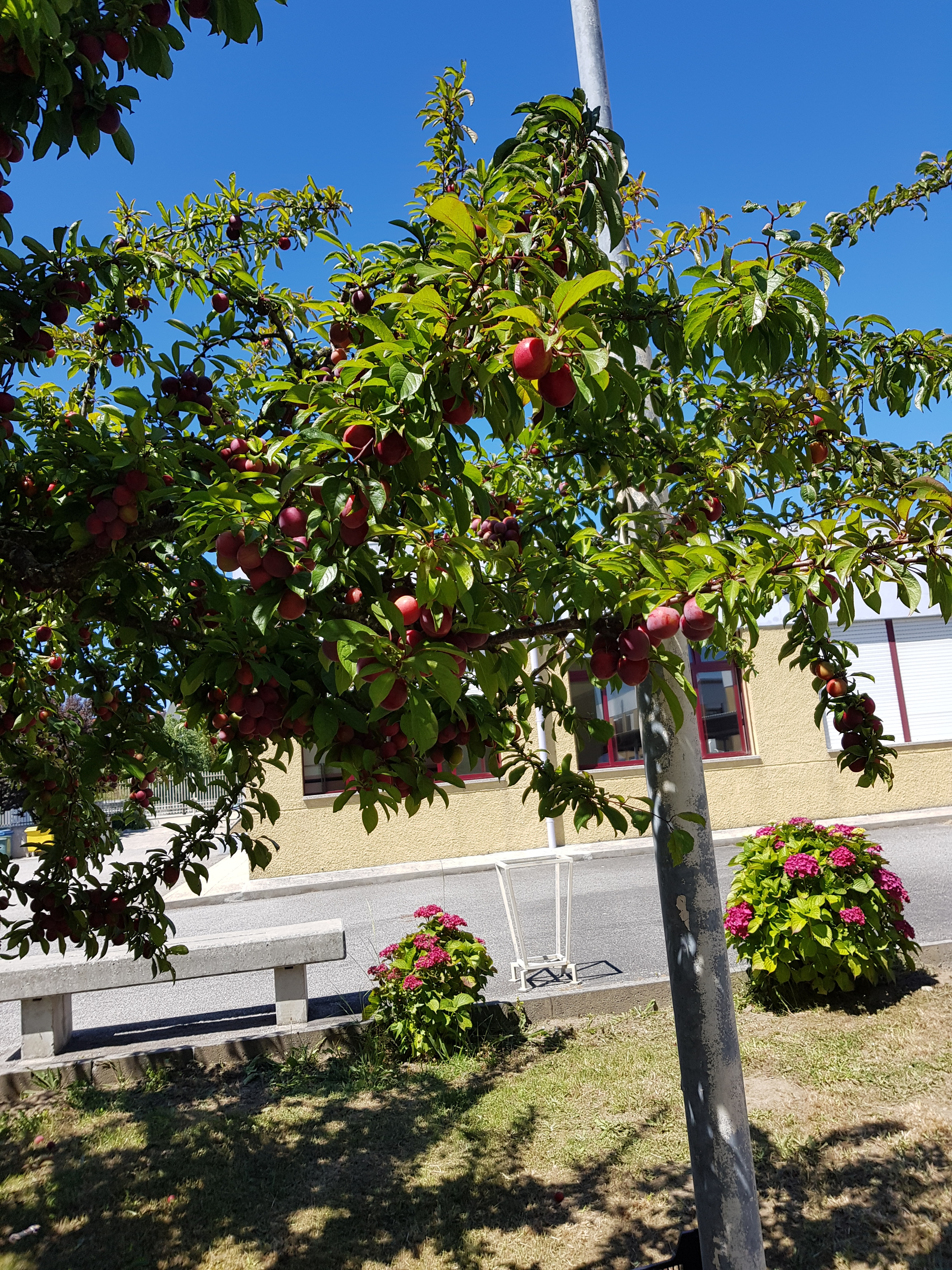 Frutos