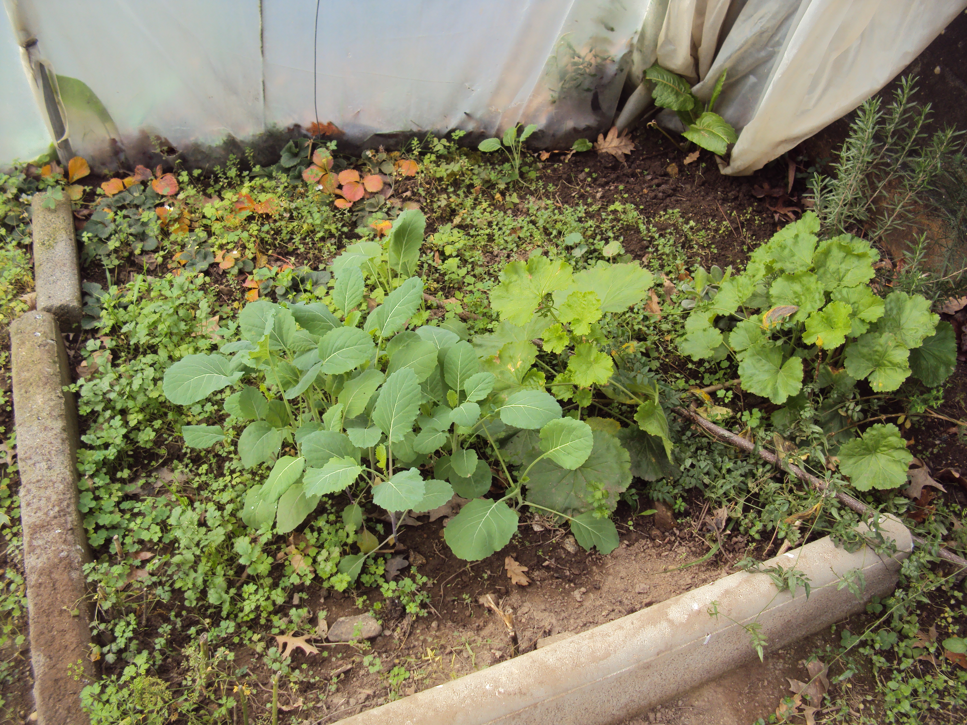 Couve  e morangueiros junto de alecrim e de outras plantas de bordadura (sardinheira e suculentas)